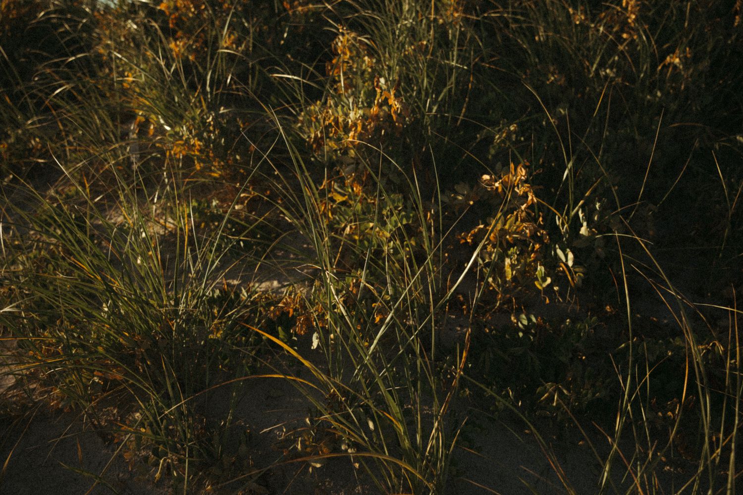Dense wild grasses and shrubs with golden-brown autumn foliage growing in sandy soil in natural outdoor setting.