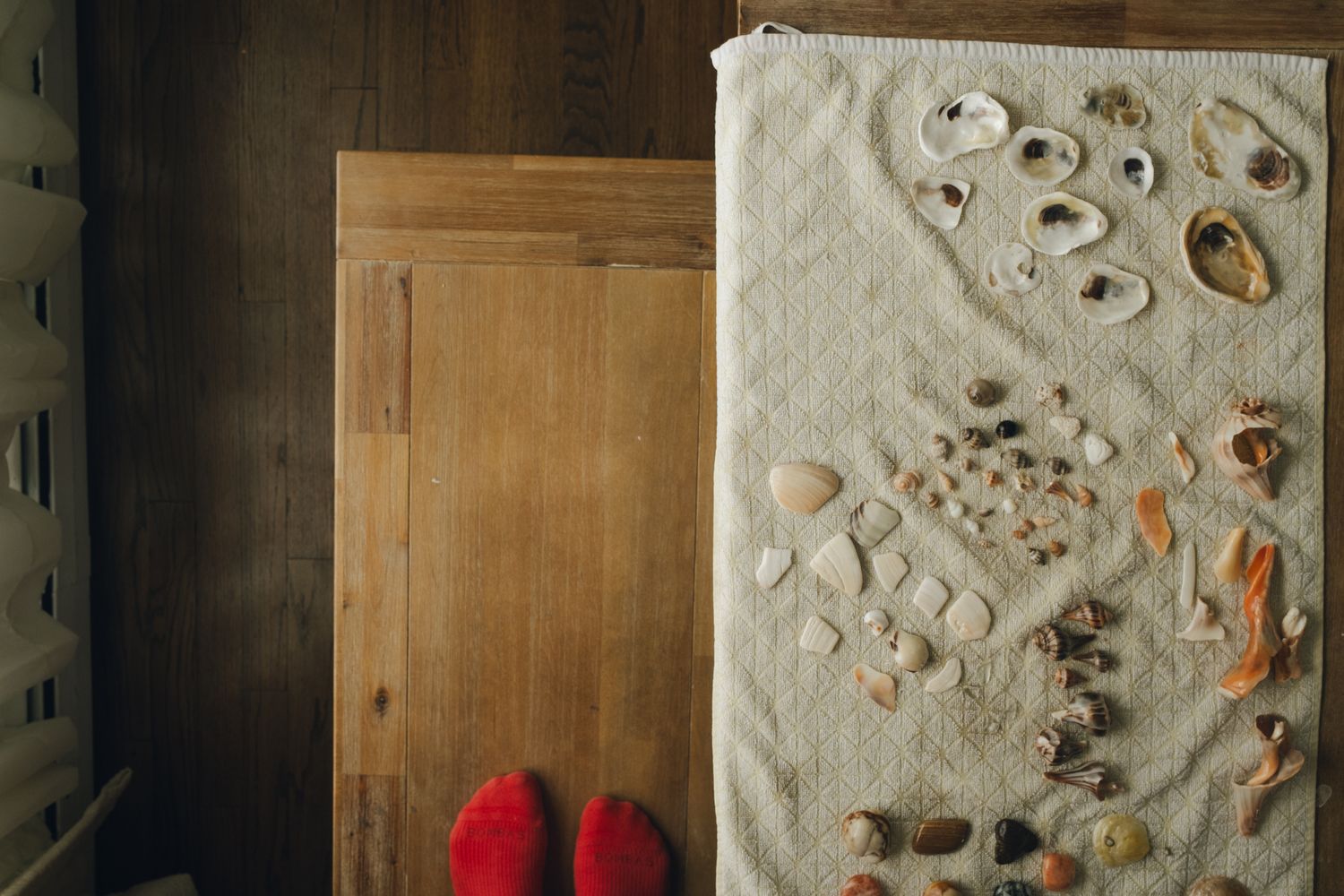 A collection of seashells and small sea creatures arranged on a white surface next to a wooden door.