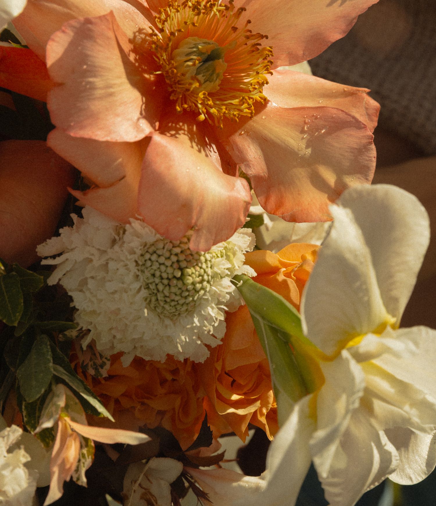 Close-up of a vibrant floral bouquet featuring peach peonies, white scabiosa, orange roses, and cream daffodils.