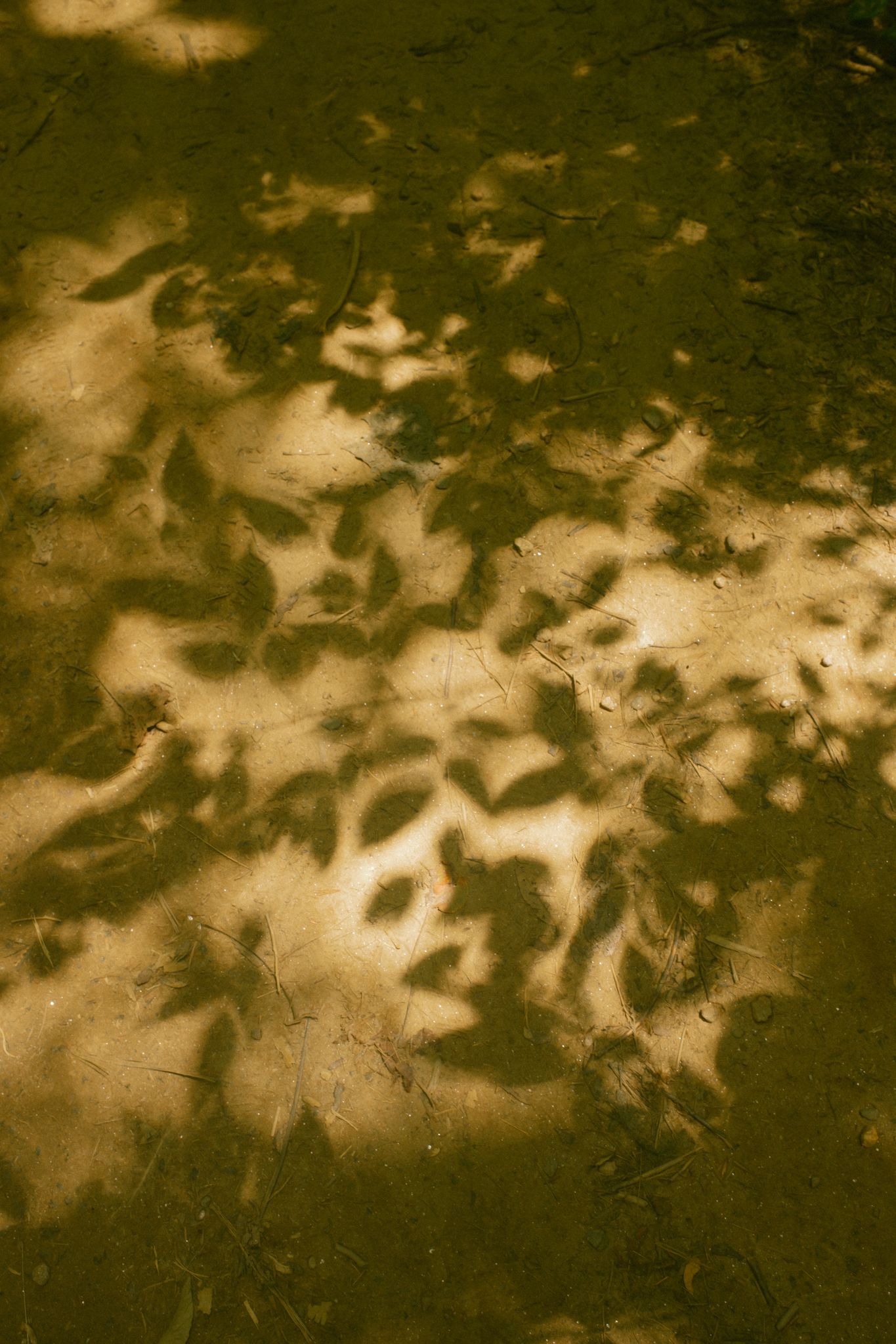 Dappled sunlight and leaf shadows cast intricate patterns on a golden-green ground surface.