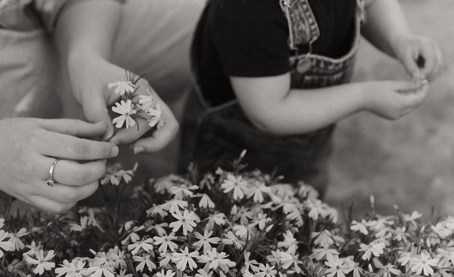 Purple asters blooming in a garden with hands reaching to touch the flowers.