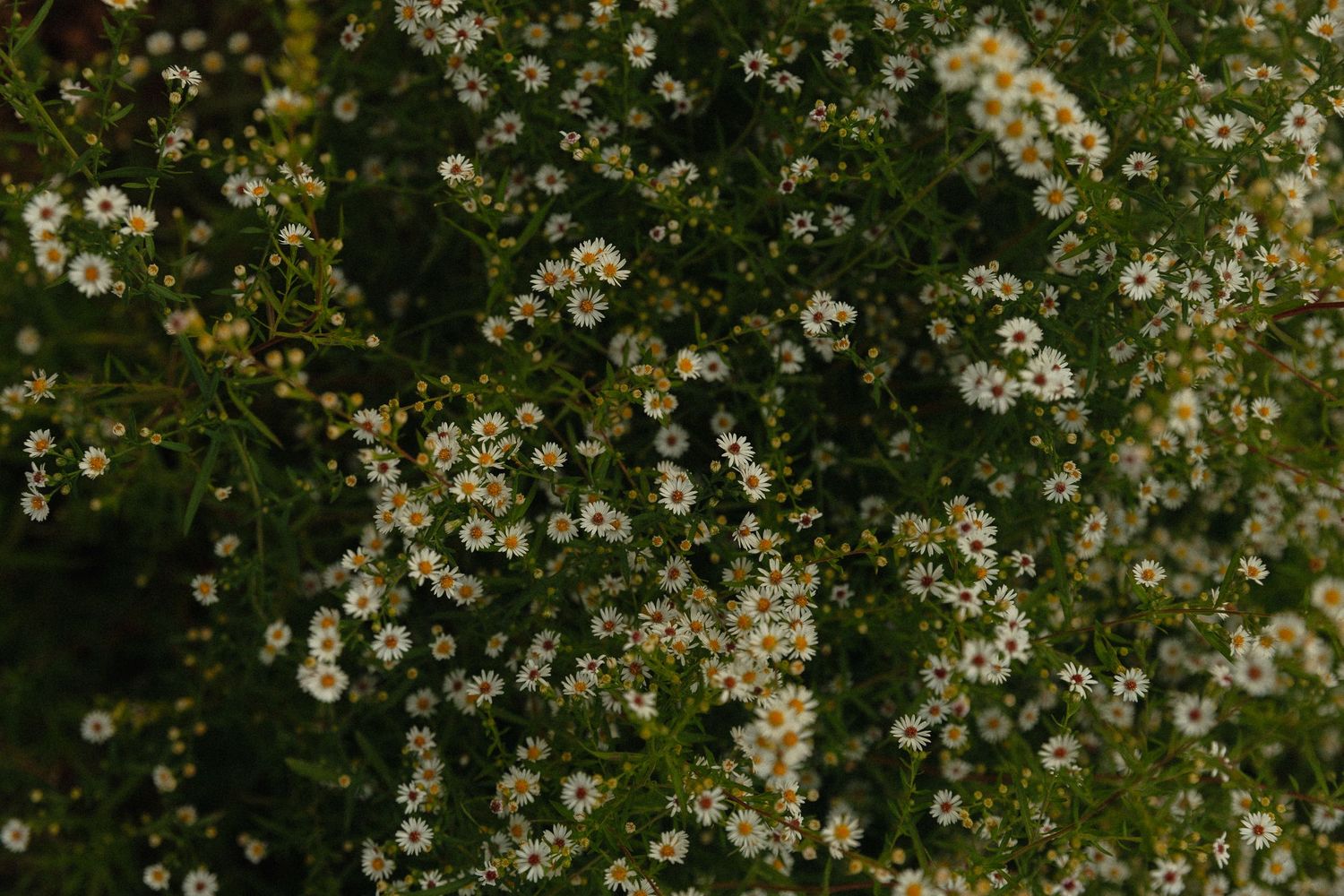 Dense cluster of small white daisy-like wildflowers with yellow centers blooming among lush green foliage.