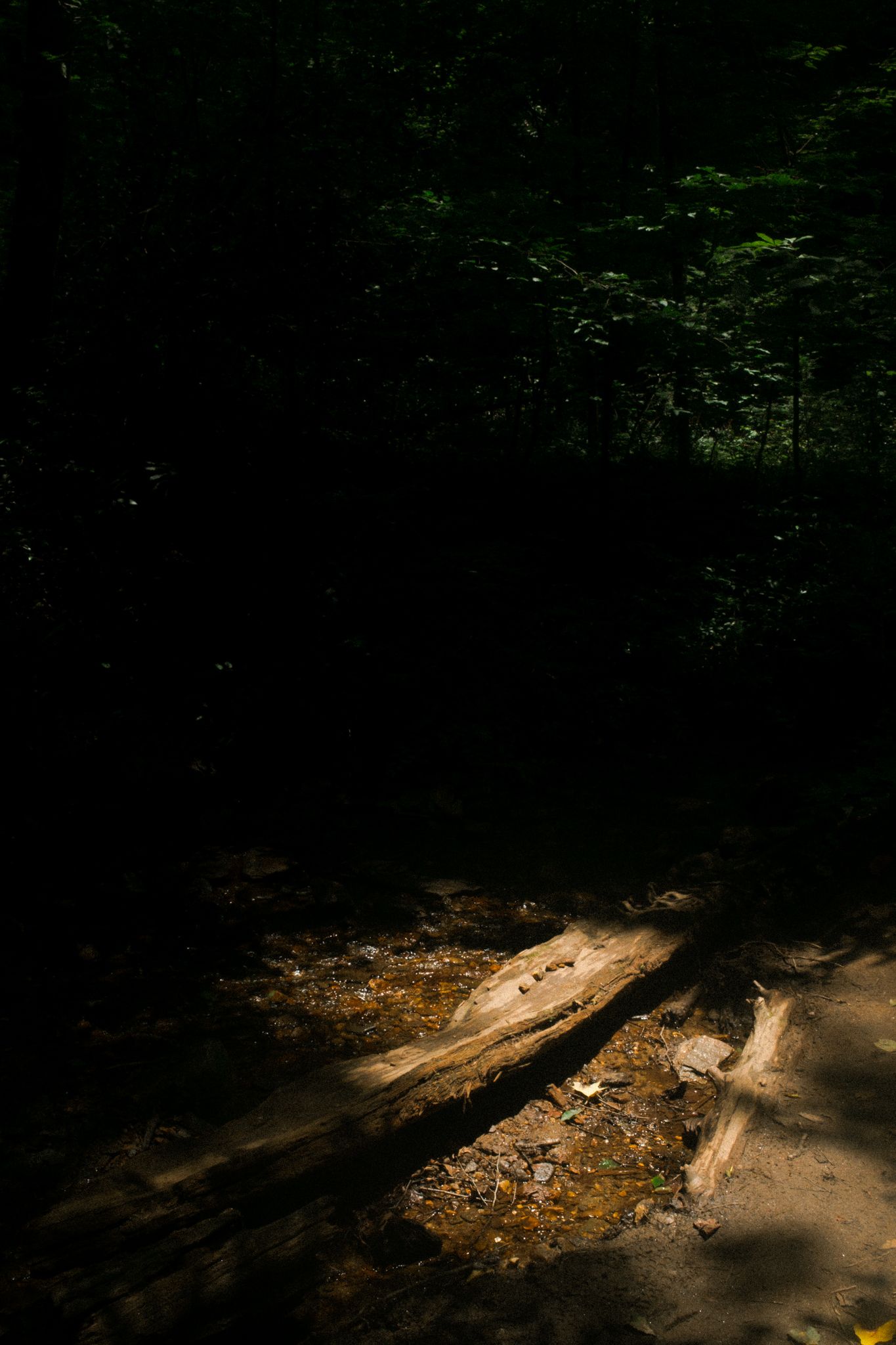 Sunlight filters through dense forest trees, illuminating a fallen log on a dark woodland floor.