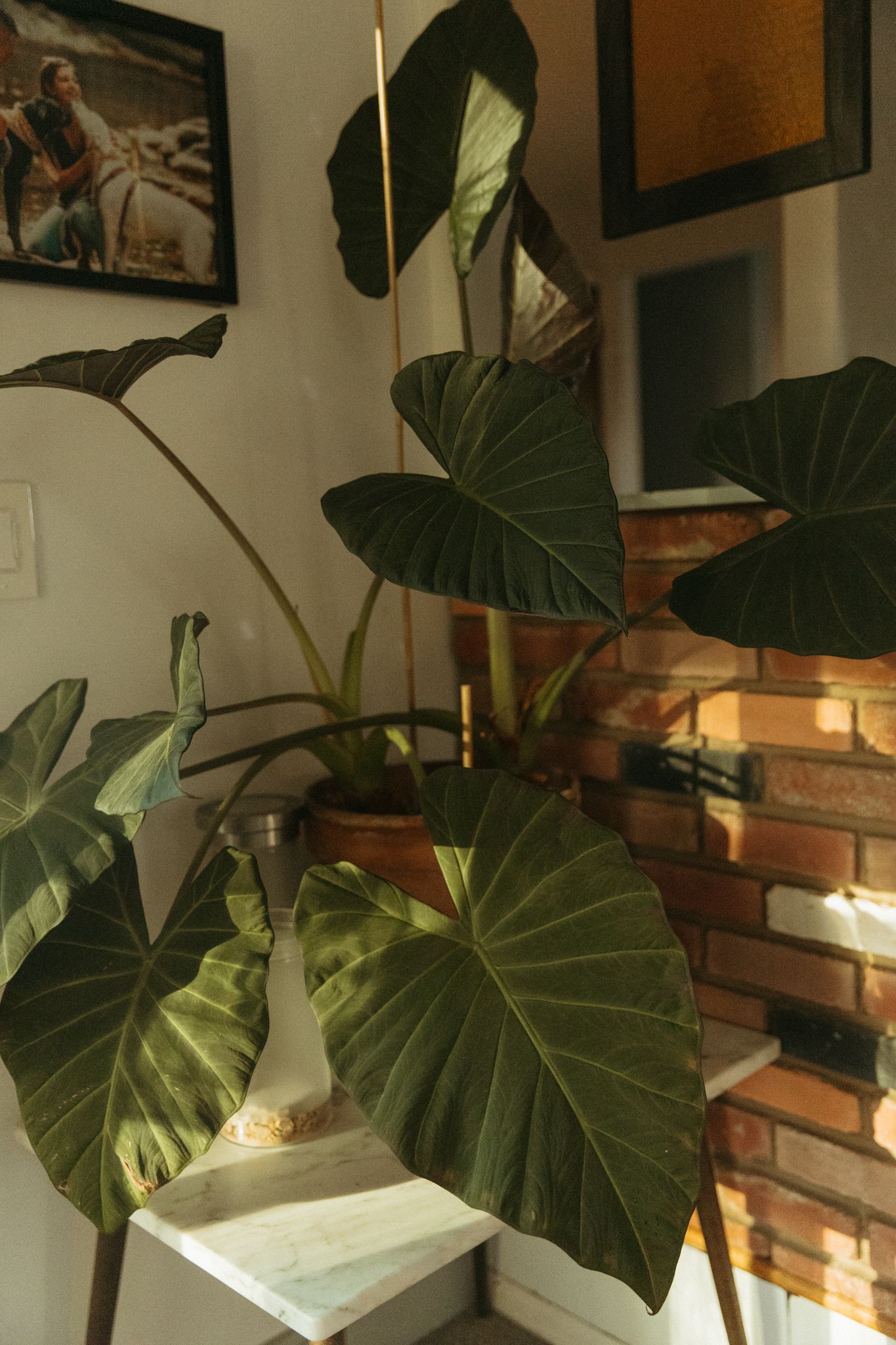 Large monstera plant leaves create dramatic shadows against a white wall with framed artwork.