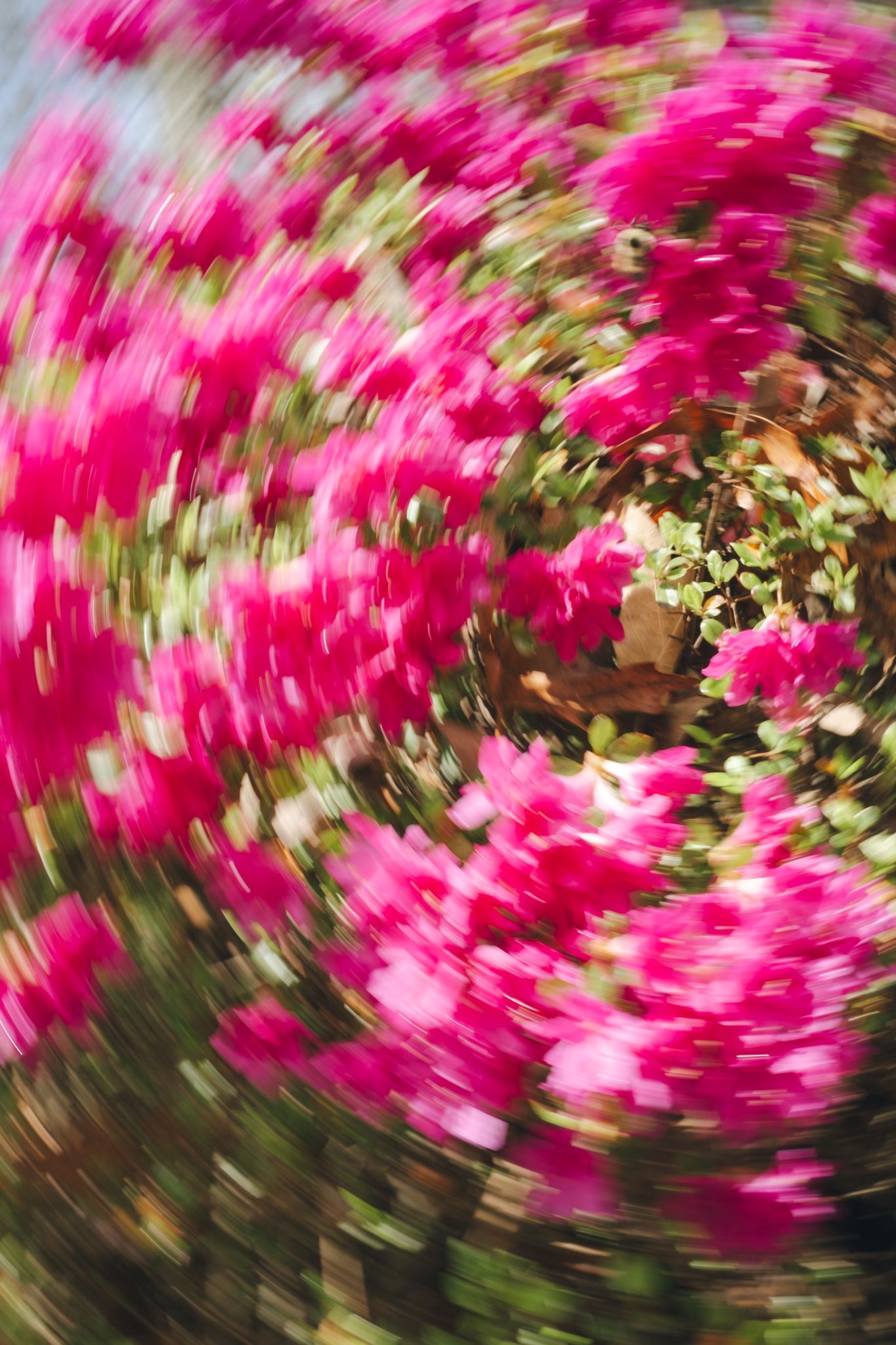 Vibrant pink bougainvillea flowers captured with a radial spin blur effect, creating a swirling motion around a green leafy center.