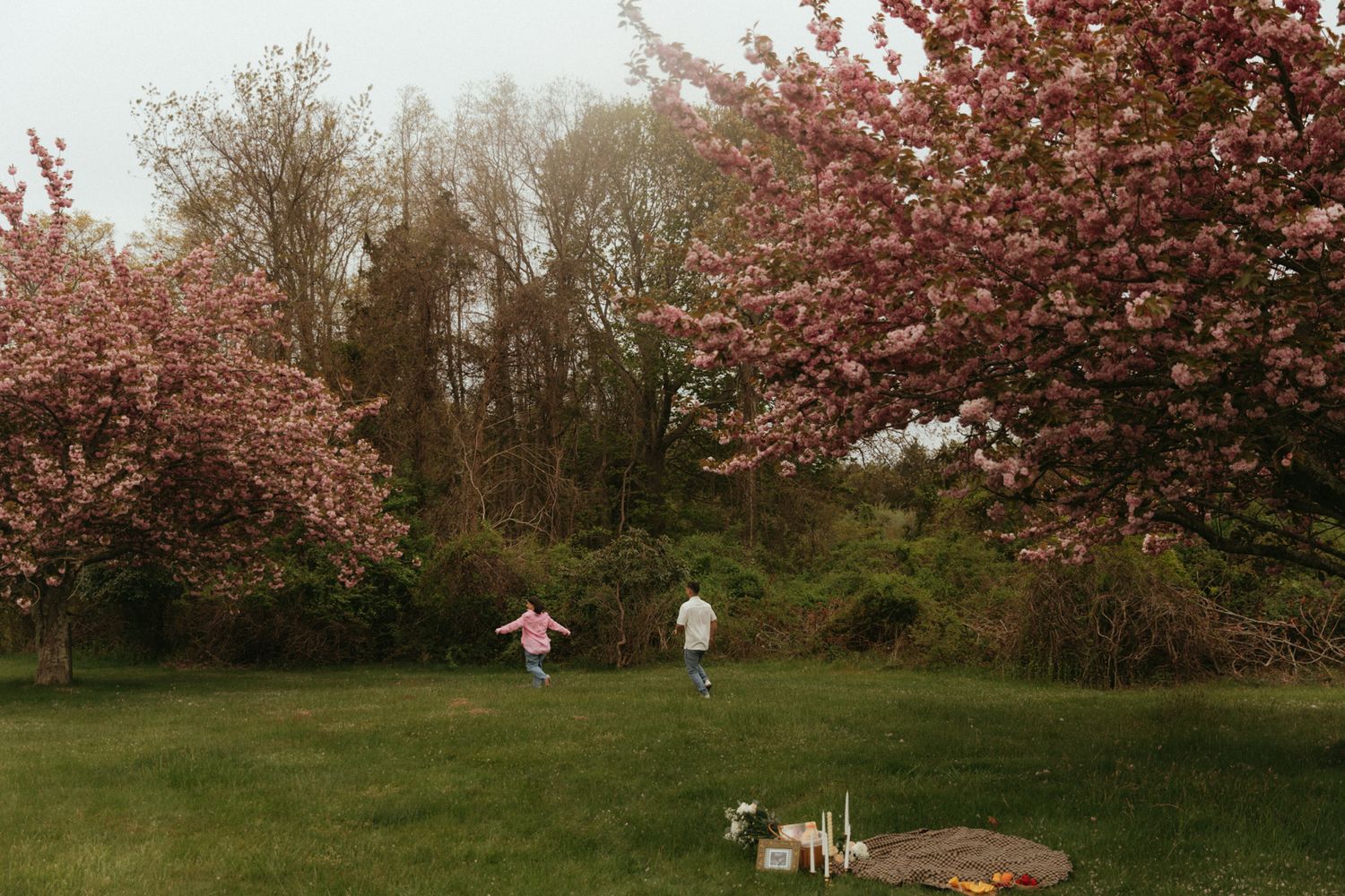 Two people having a picnic under pink cherry blossom trees with their dog.