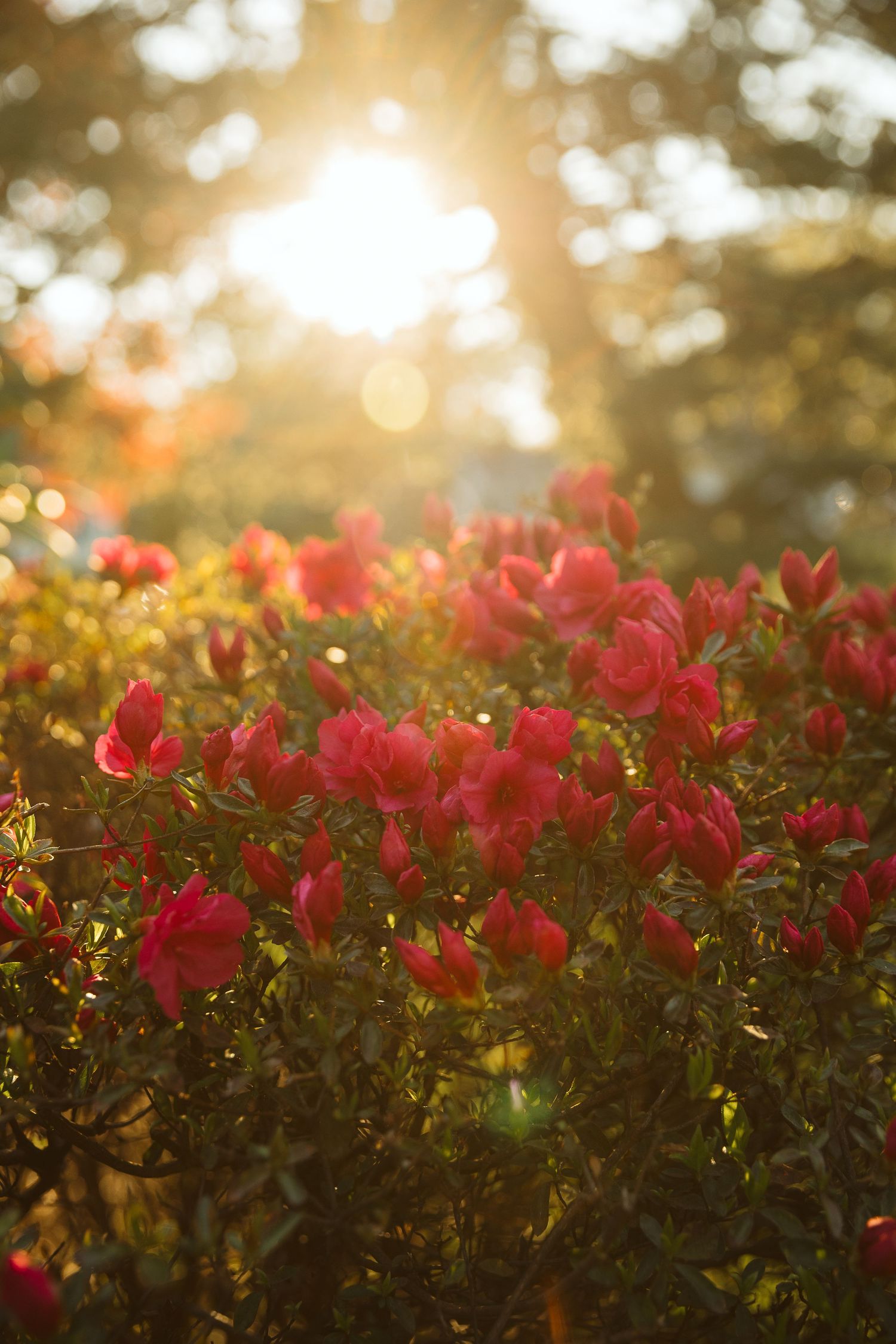 Red azalea bush blooming in golden sunlight with soft bokeh background in a lush garden setting.