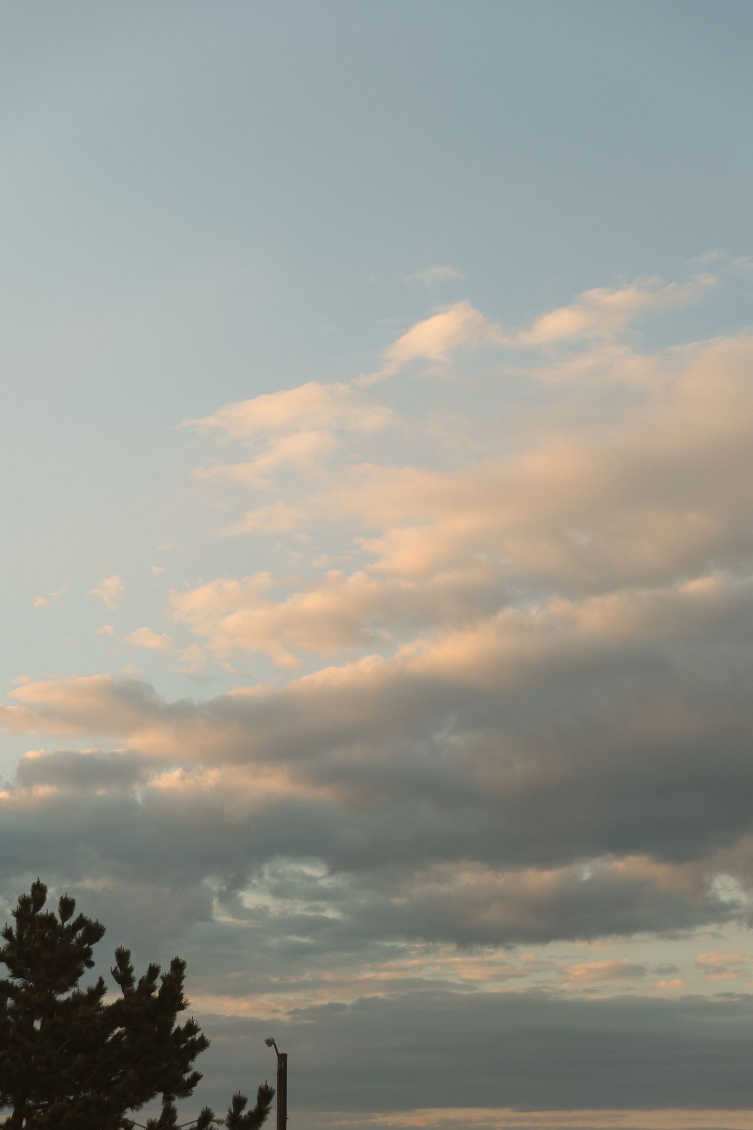 Soft pink and gray clouds drift across a pale blue sky at dusk, with a pine tree silhouette in the foreground.