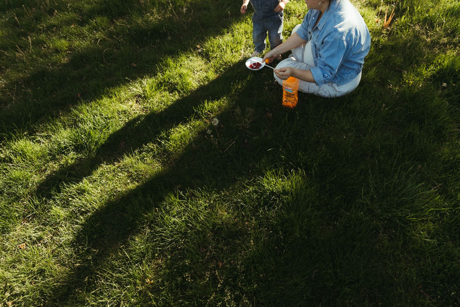 A white dog plays in a sunlit backyard with long shadows cast across green grass.
