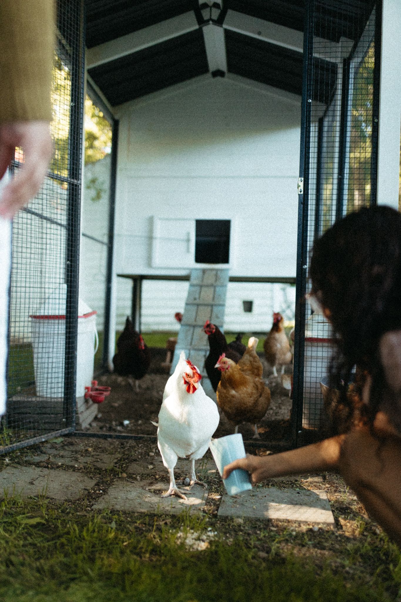 A white chicken stands in a coop while someone reaches toward it.