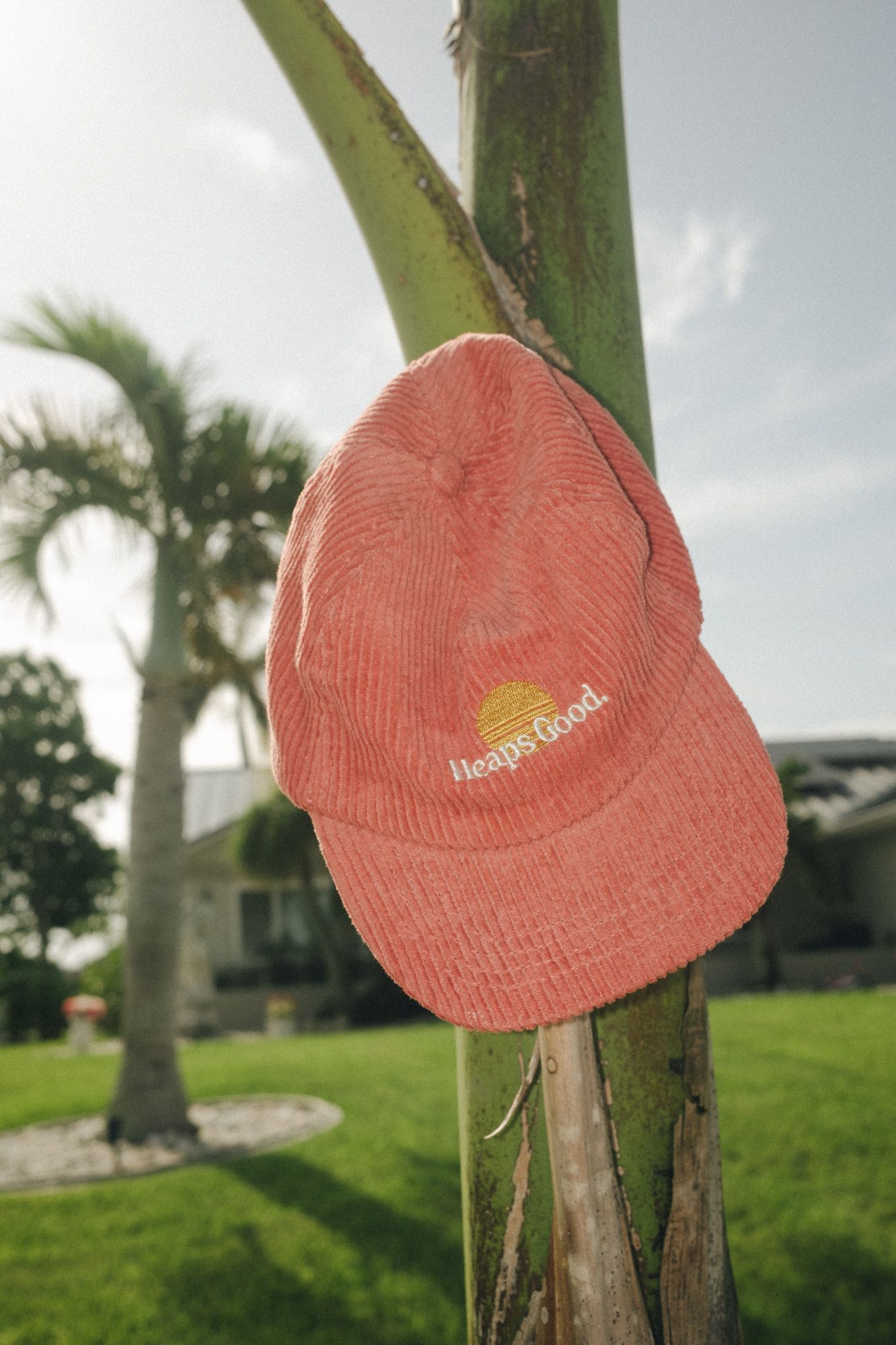 Pink corduroy Heaps Good branded cap hanging on a palm tree trunk in a tropical backyard setting.