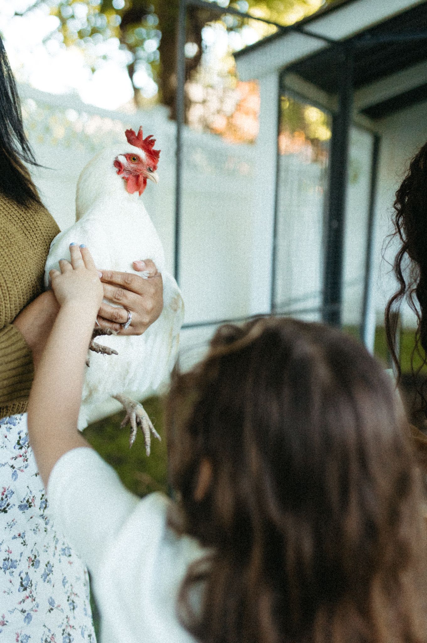 White chicken being held and petted against a blurred outdoor background.