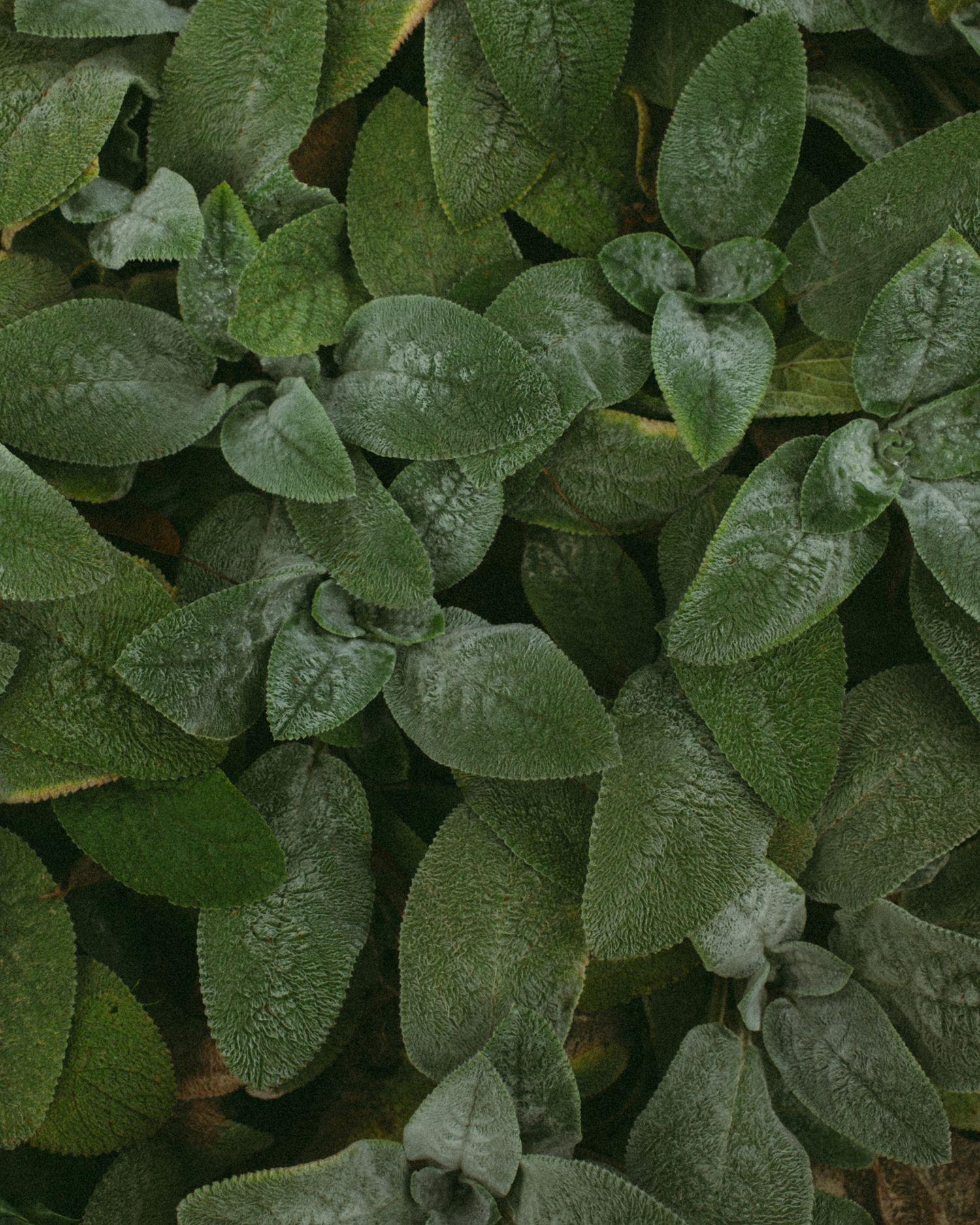 Close-up of lush green leaves with water droplets, creating a dense natural foliage background.