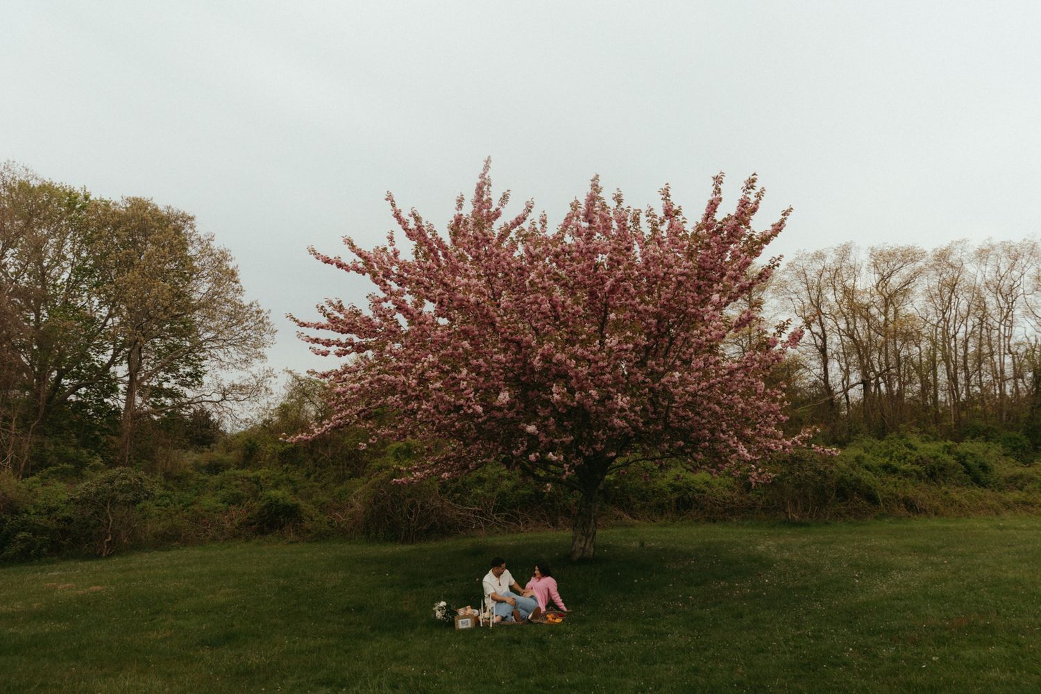 A wide shot of a blooming pink cherry blossom tree with people having a picnic beneath it.