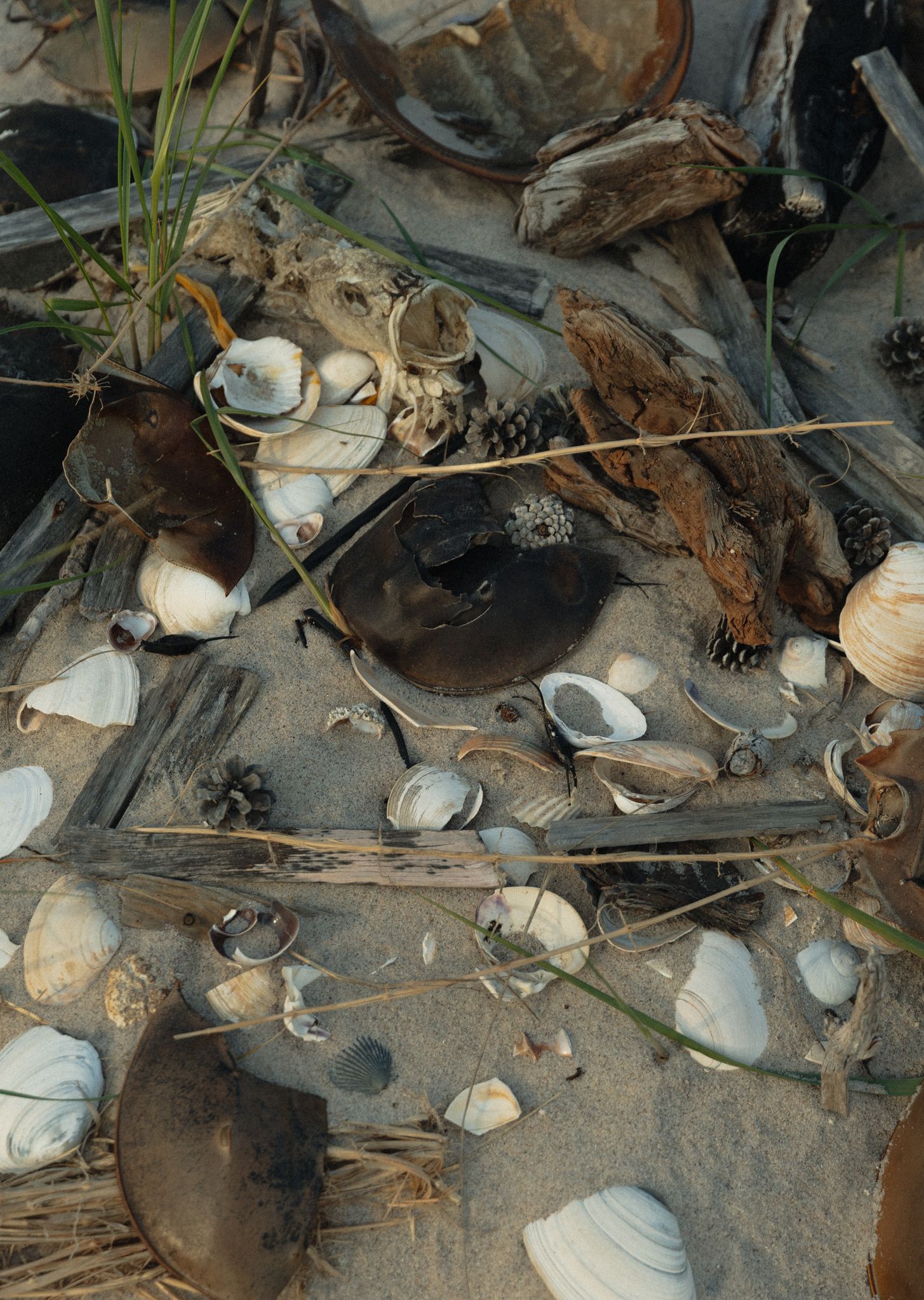 Seashells and debris scattered on sandy beach with natural textures and patterns.