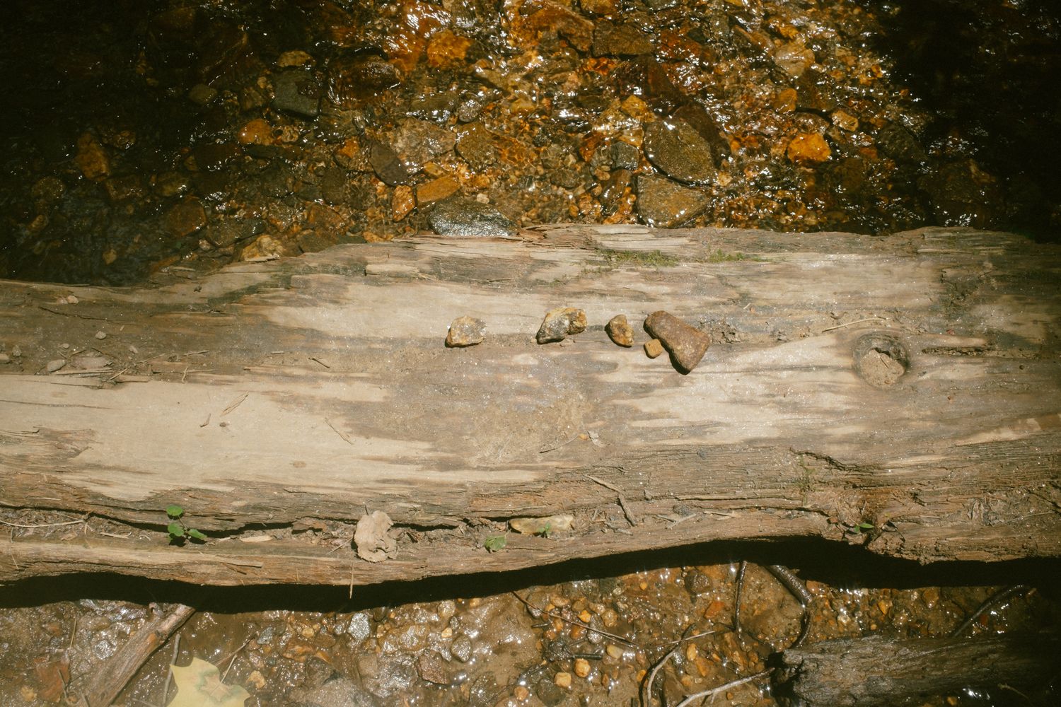 Weathered logs and small rocks scattered on a forest floor with earthy tones and natural debris.