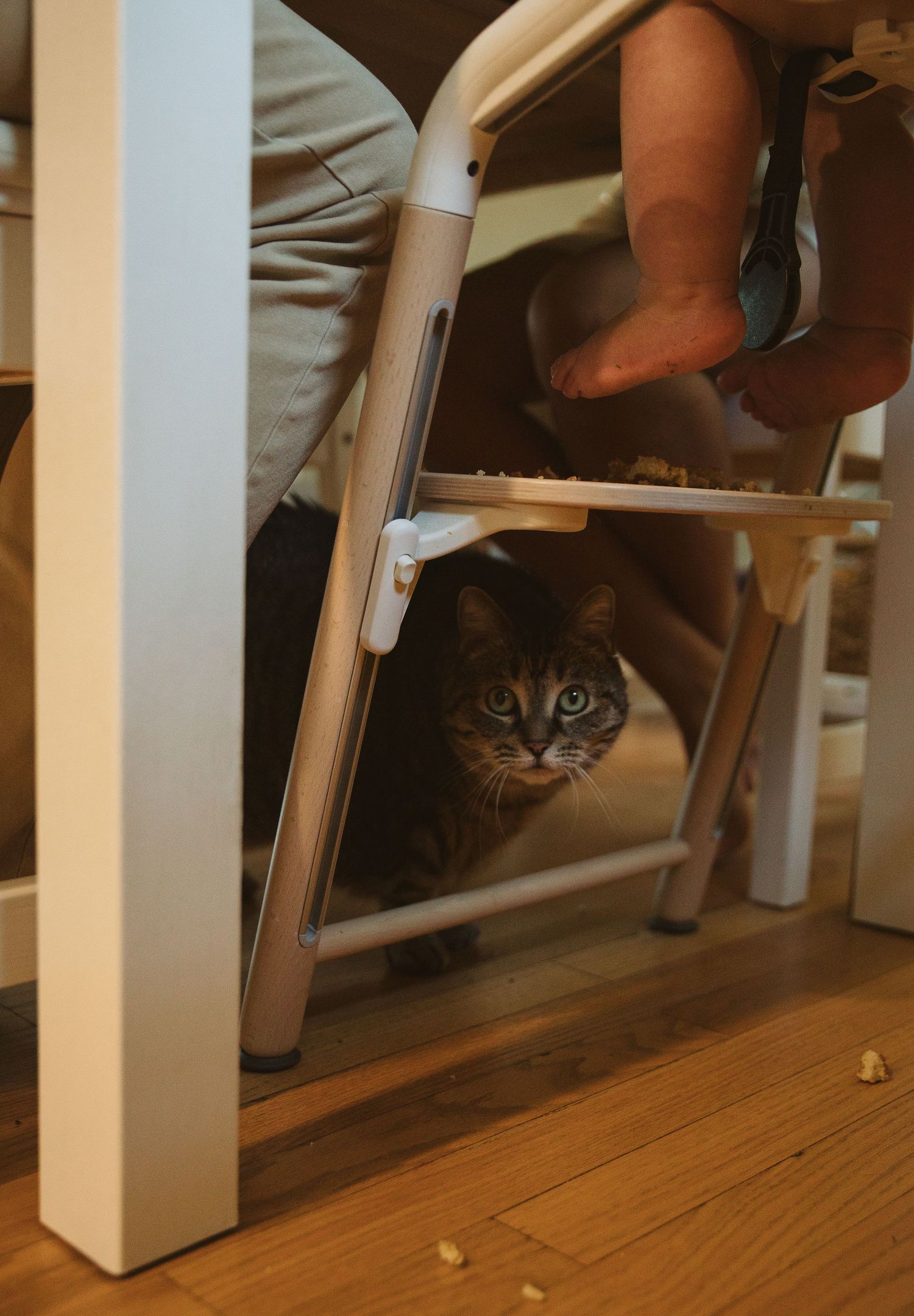 Curious cat peeks out from behind furniture while hiding on wooden floor.
