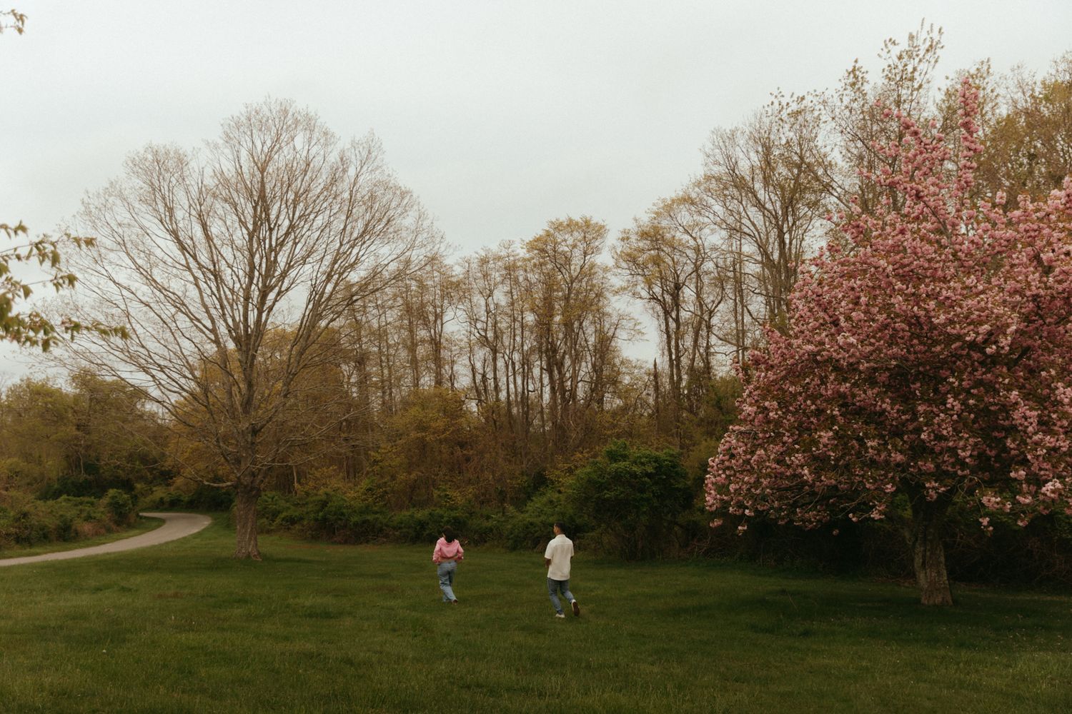 Panoramic view of cherry blossom trees lining a grassy field during spring.