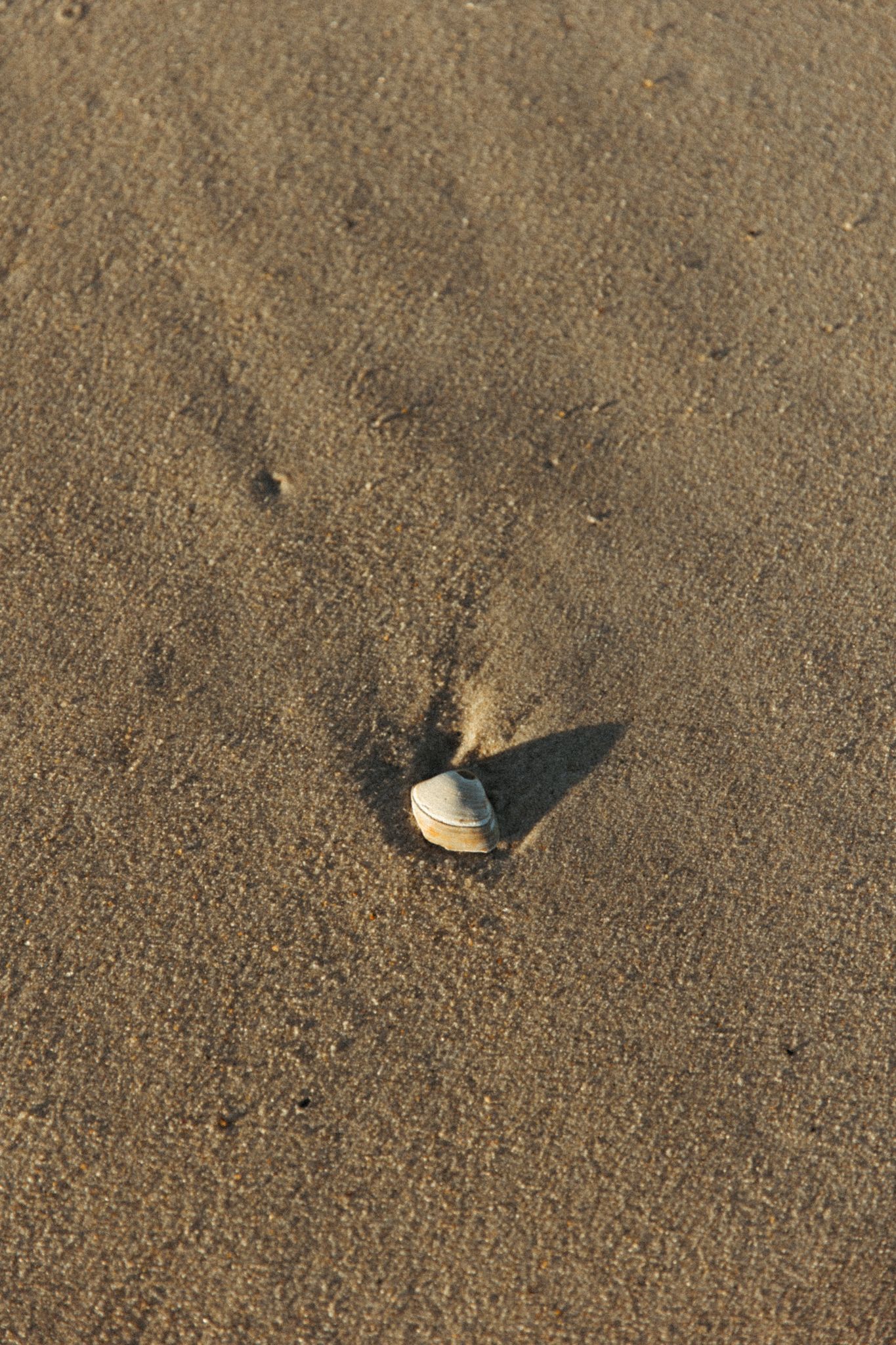 Close-up shots of seashells scattered on sandy beach.