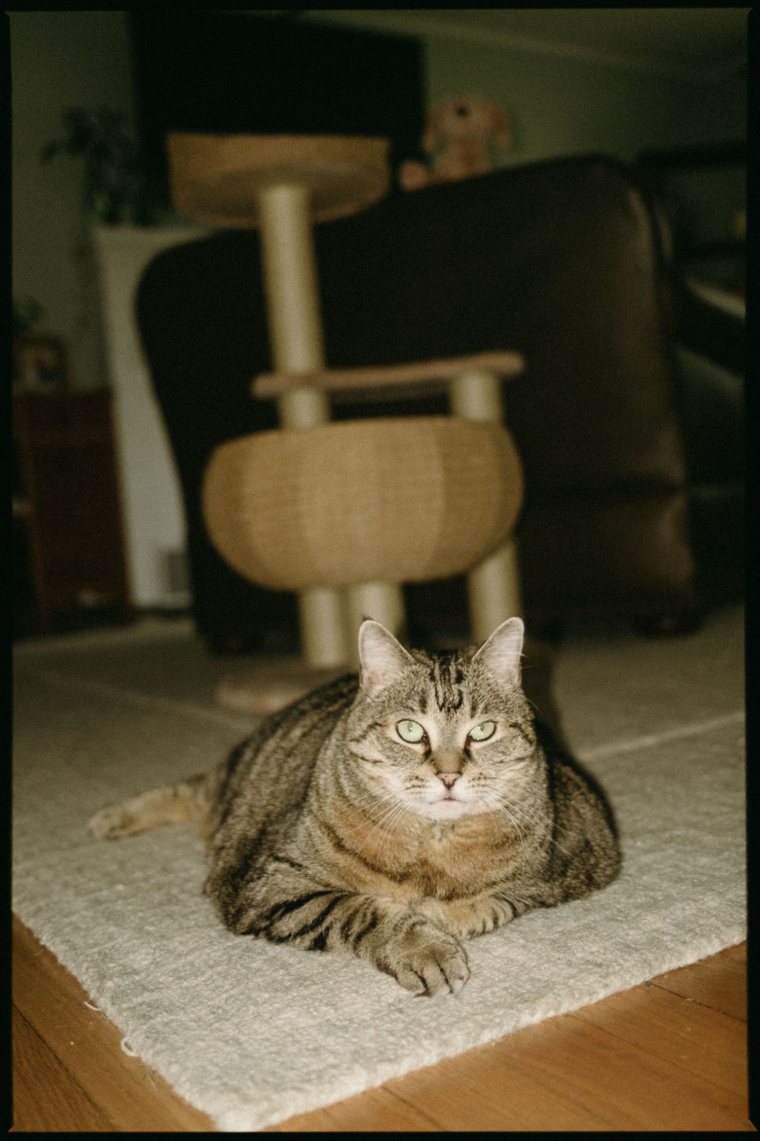 Gray tabby cat relaxes on white carpet in home setting.