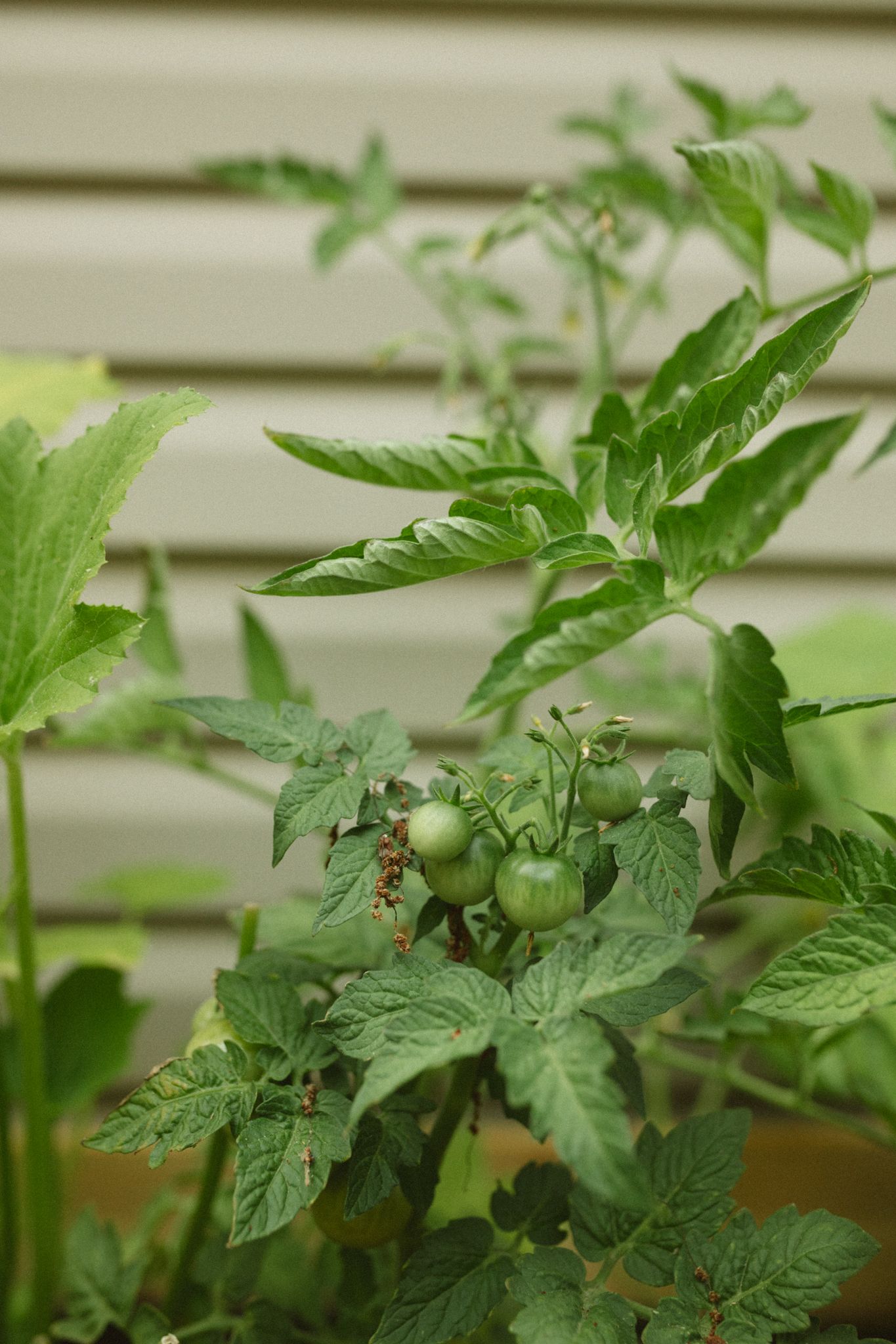 Close-up shots of tomato plant leaves with water droplets in a garden.