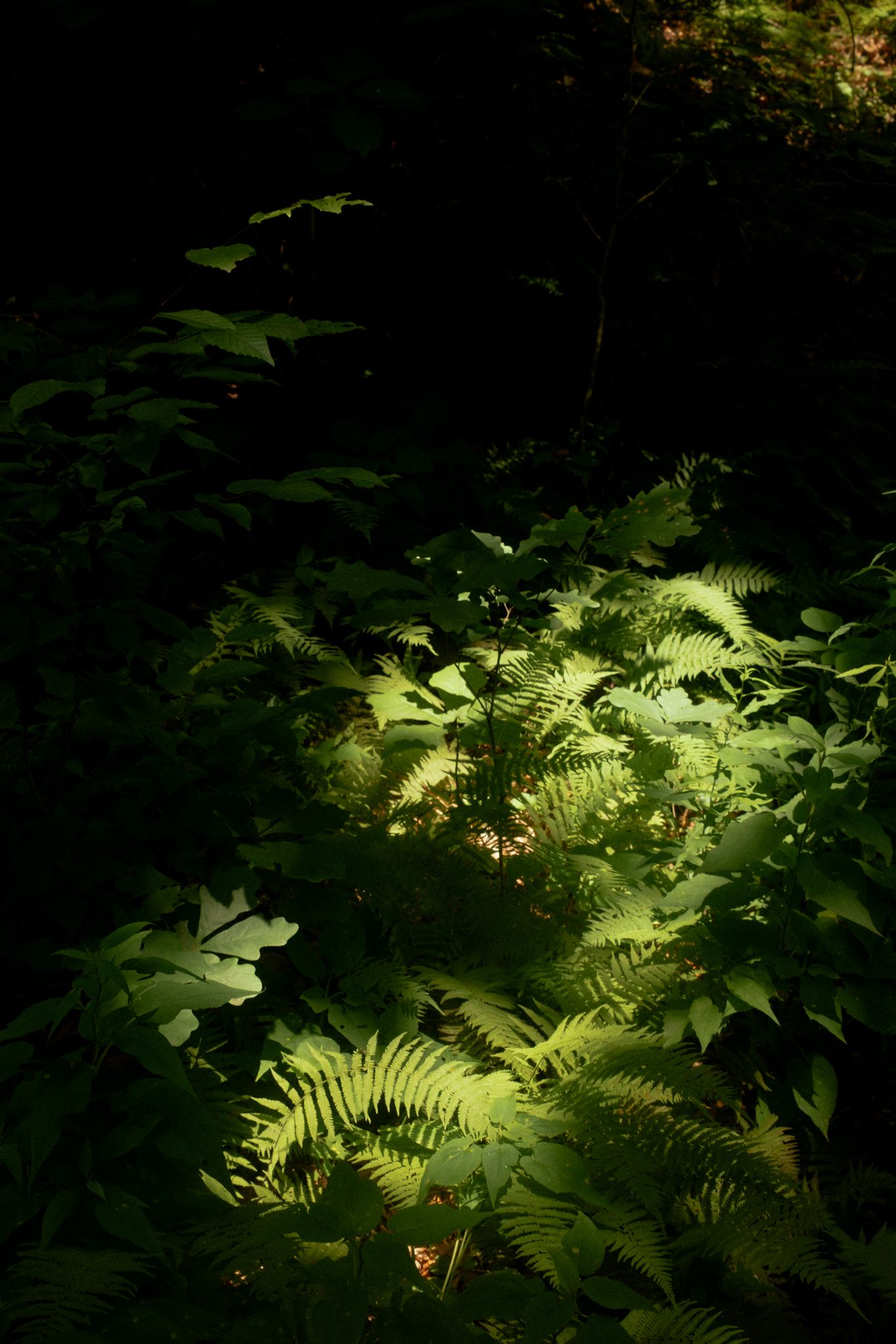 Sunlight illuminates vibrant green ferns and forest undergrowth against a dark woodland background.