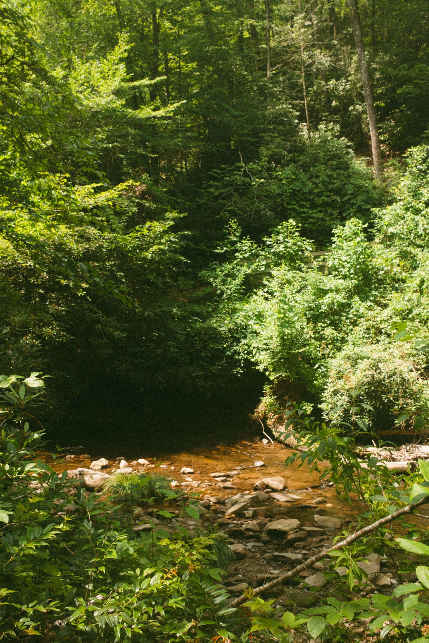 A shallow rocky stream winds through a lush green forest with sunlight filtering through the dense tree canopy.