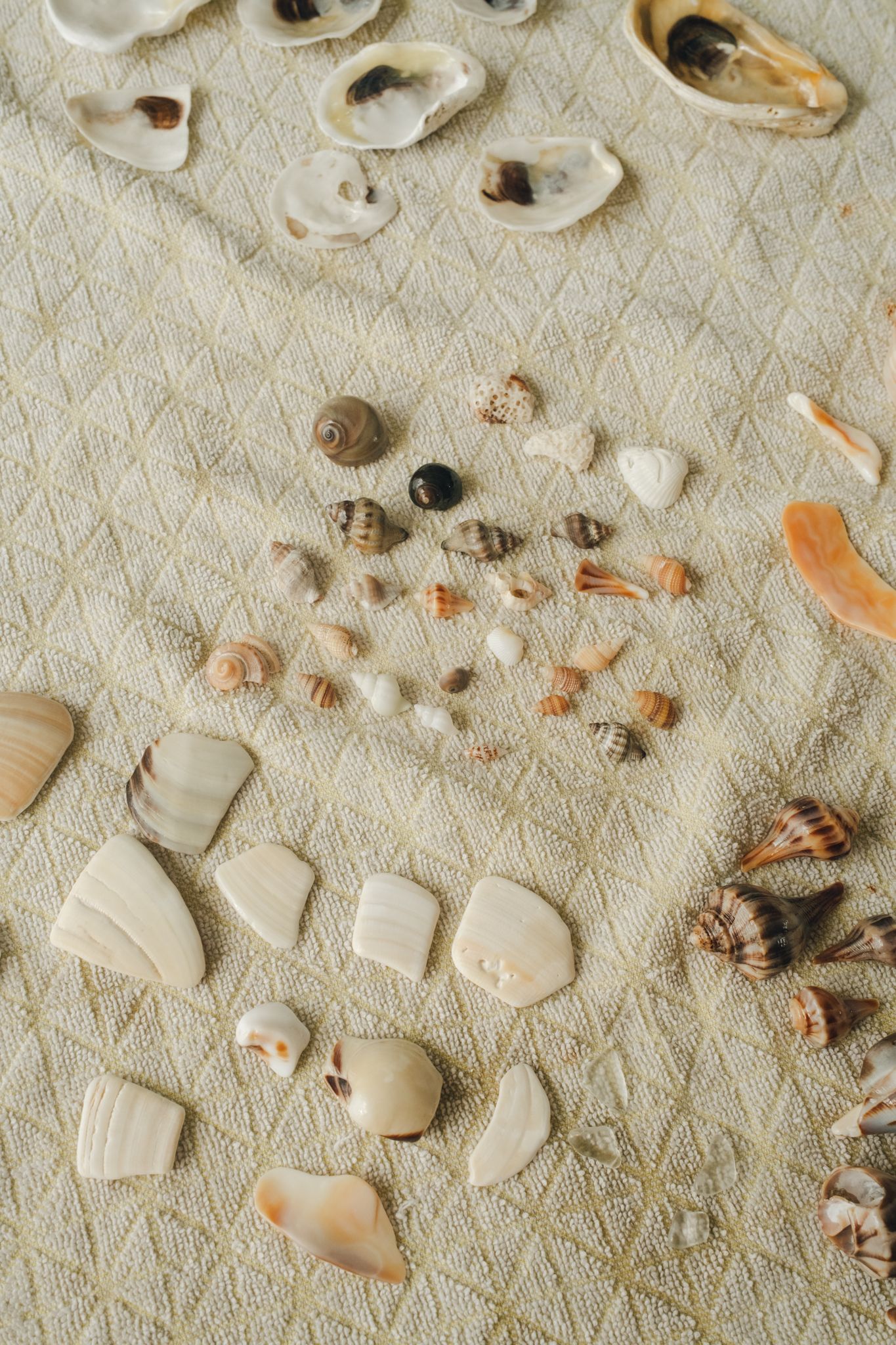 A collection of seashells and small marine objects arranged in a grid pattern on a light background.