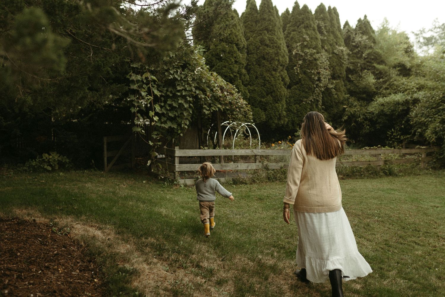 Outdoor scene with tall evergreen trees and grassy field.