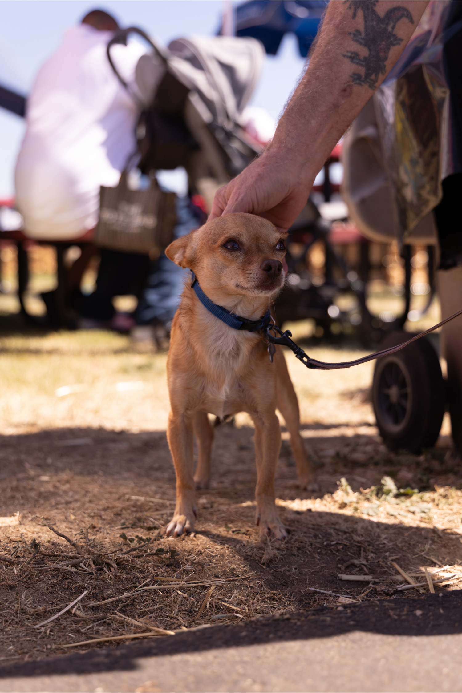 A small tan Chihuahua on a leash being petted by a tattooed hand at an outdoor event.