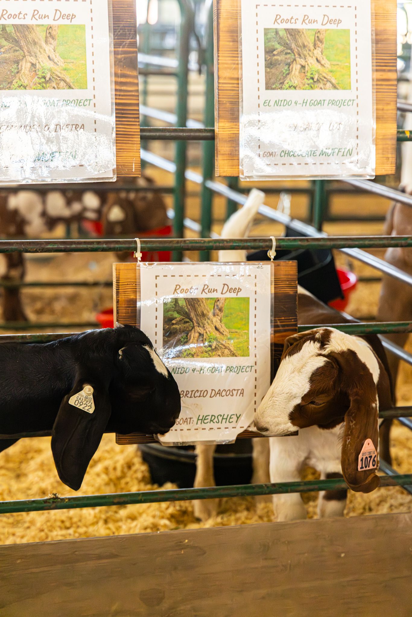 Two calves in a pen at a county fair with 4-H project signs reading Roots Run Deep on metal gate.