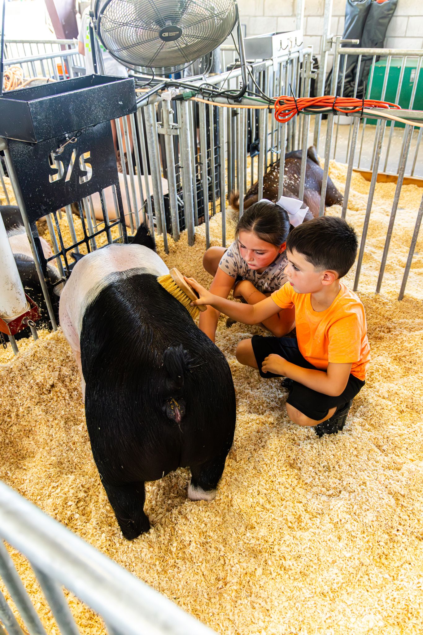 Two children brush a black and white pig in a hay-filled pen at a county fair livestock show.