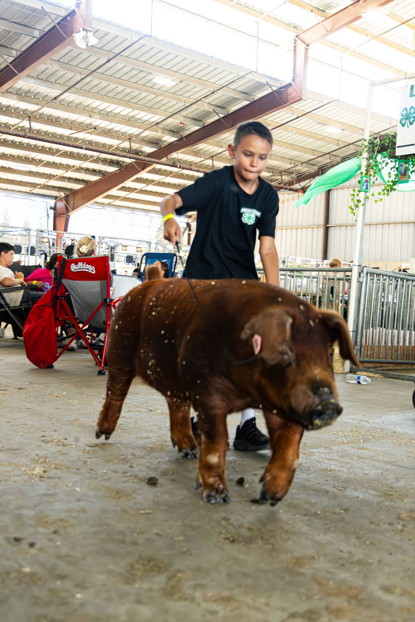 Boy leads a brown pig on a leash inside a livestock barn at a county fair.