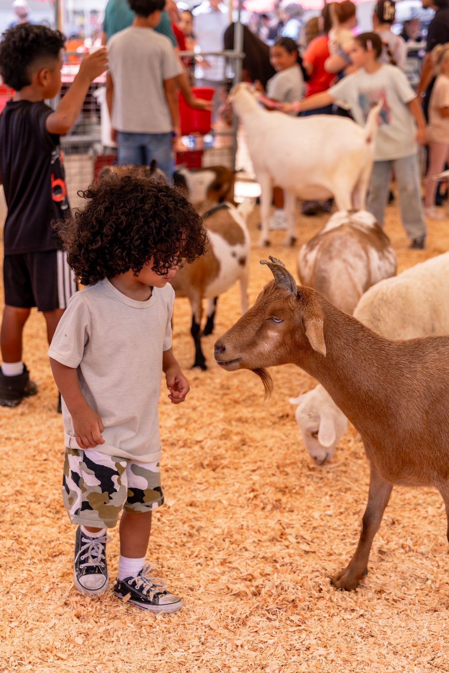 Young child with curly hair faces a small goat at a petting zoo.
