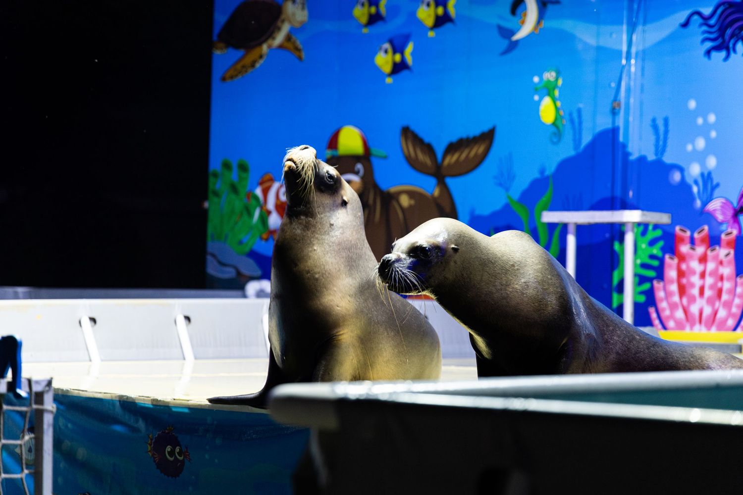 Two sea lions interact during a live aquarium show with a colorful ocean-themed mural backdrop.