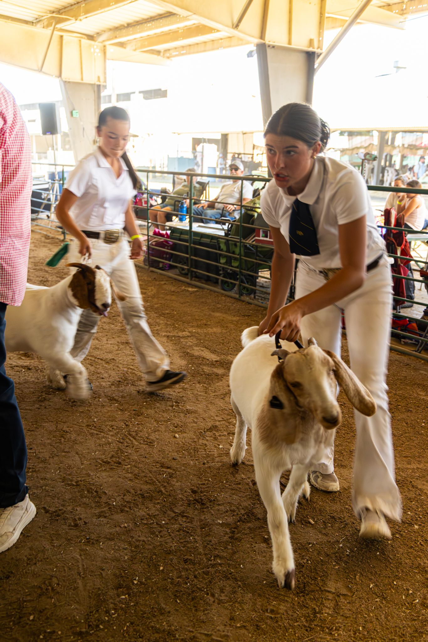 Two girls in white show outfits handle goats in a dirt arena at a county fair.