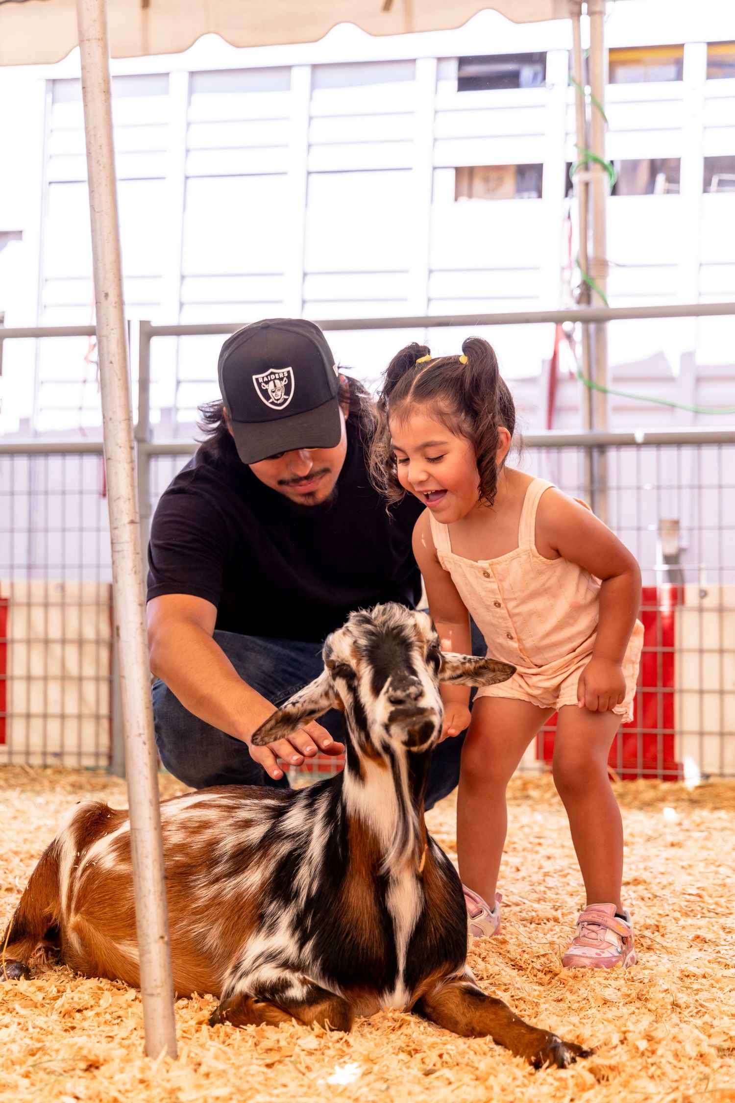 A father and young daughter pet a brown and white goat lying on hay at a petting zoo exhibit.
