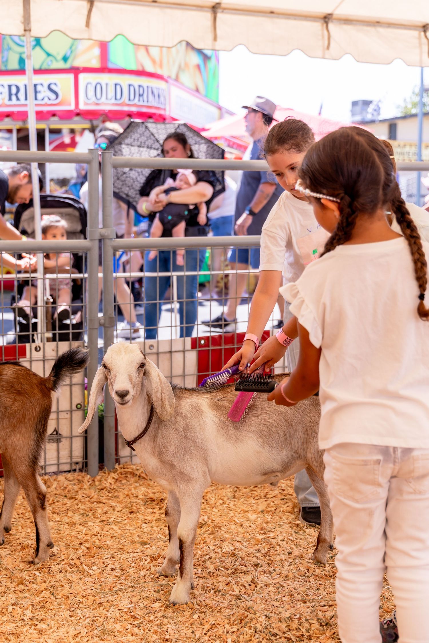 Children petting and grooming a goat at a county fair petting zoo exhibit.
