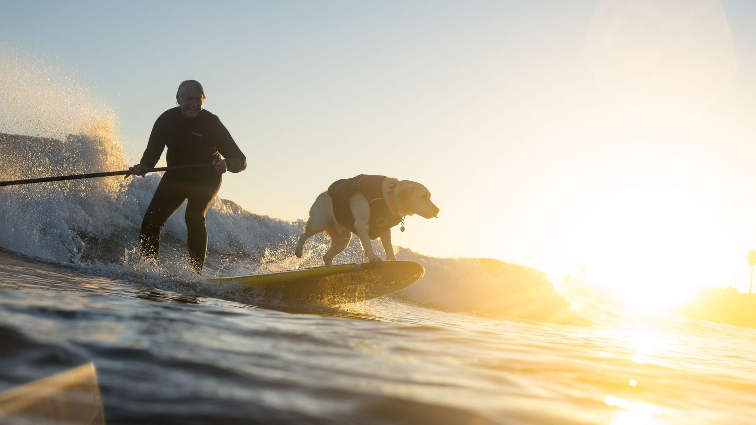 Ripping Rosie surfing dog in Santa Cruz