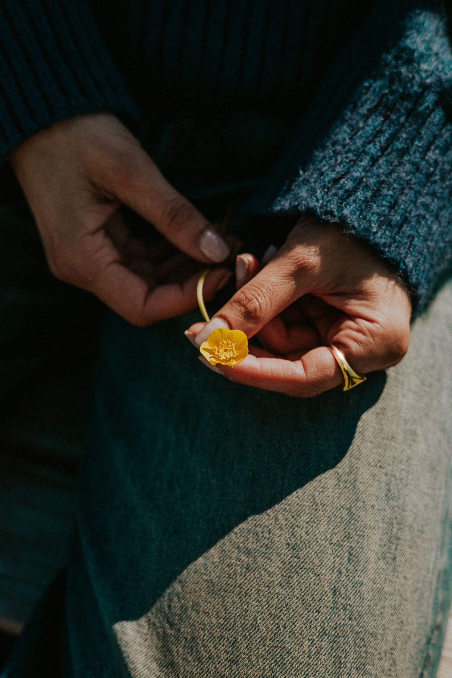Hands in blue knit sweater and jeans gently holding a small yellow flower in warm sunlight.