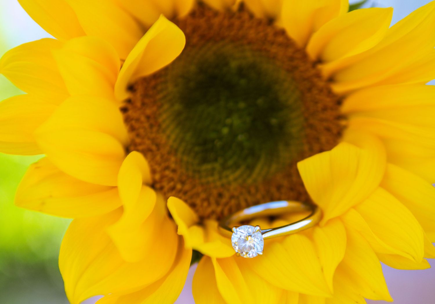 Diamond solitaire engagement ring resting on bright yellow sunflower petals with green center.