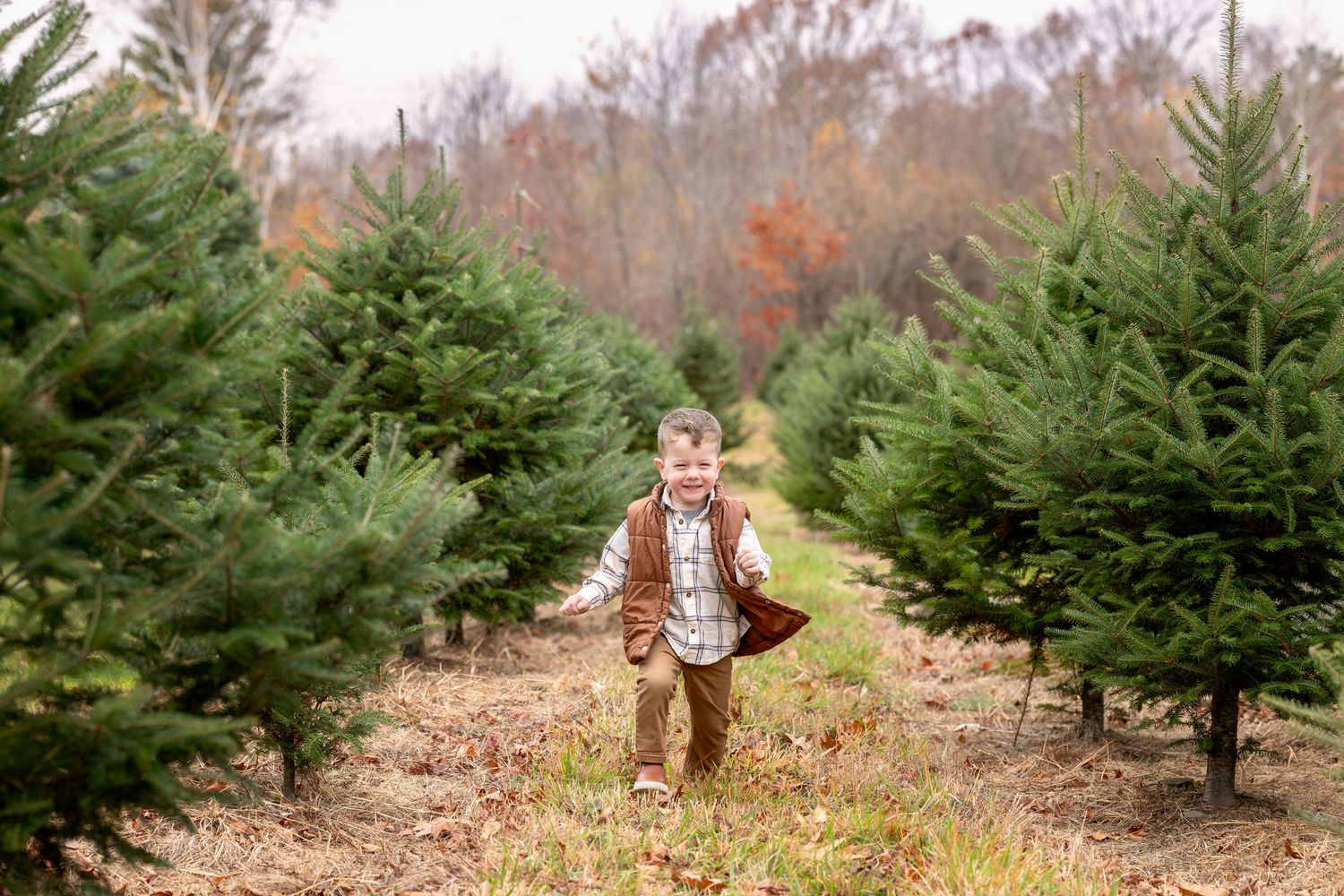 A scenic row of evergreen Christmas trees growing on a tree farm with autumn foliage in the background.