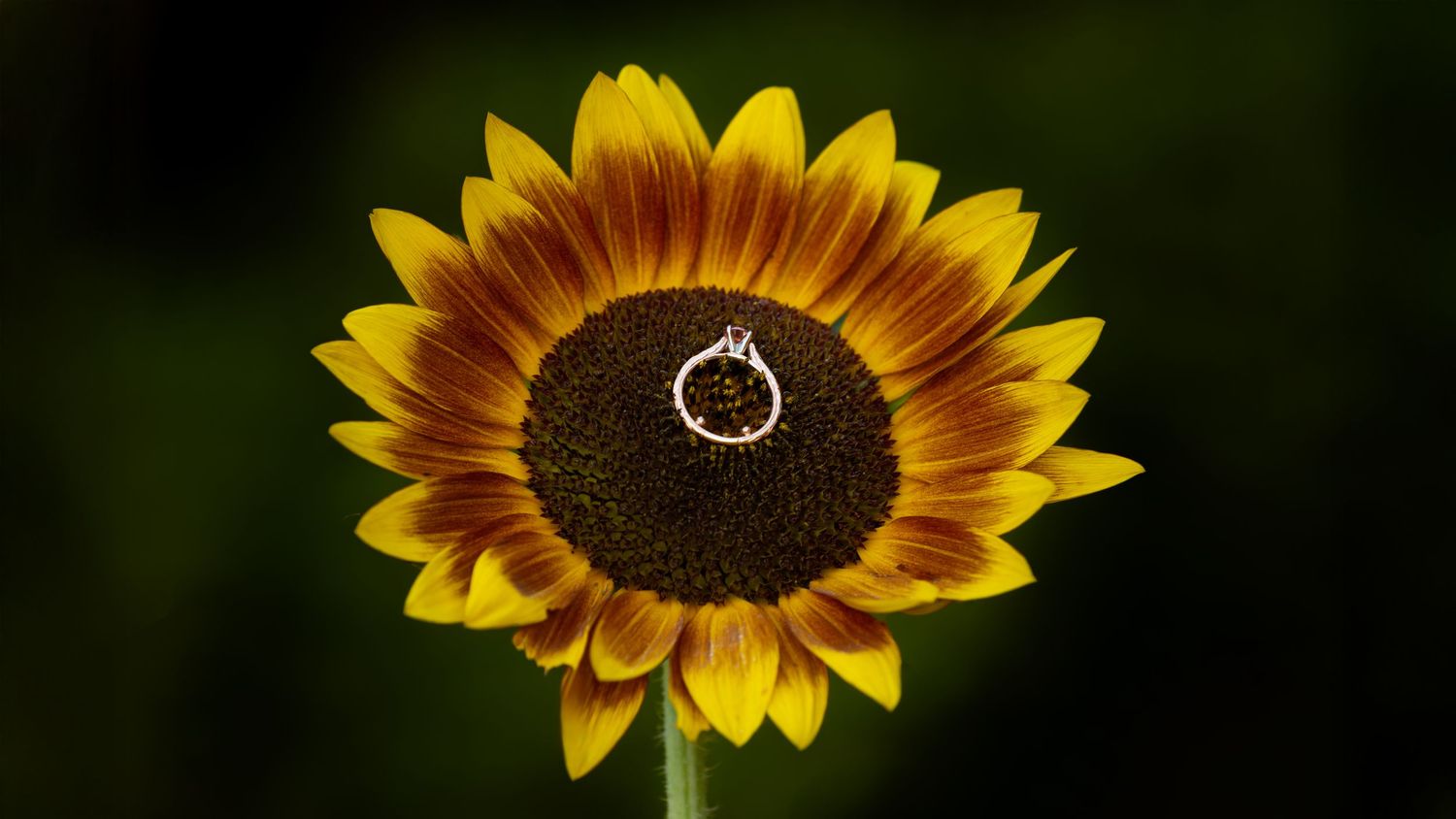 Six bright yellow sunflowers in various stages of bloom against a dark background create a panoramic display.