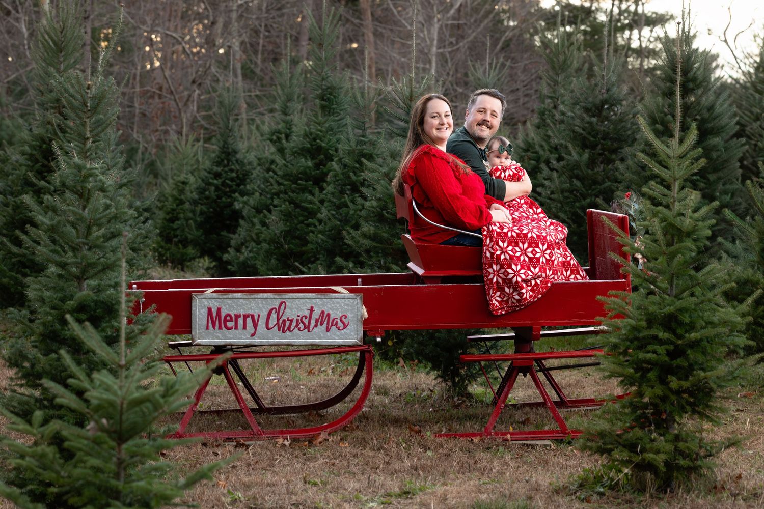 A festive red Christmas sleigh display surrounded by evergreen trees at a Christmas tree farm.