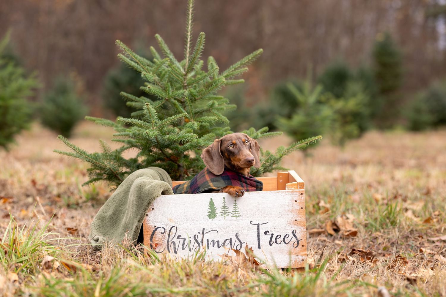 Dachshund puppy sits in a Christmas Trees sign box surrounded by evergreen trees and fallen leaves.