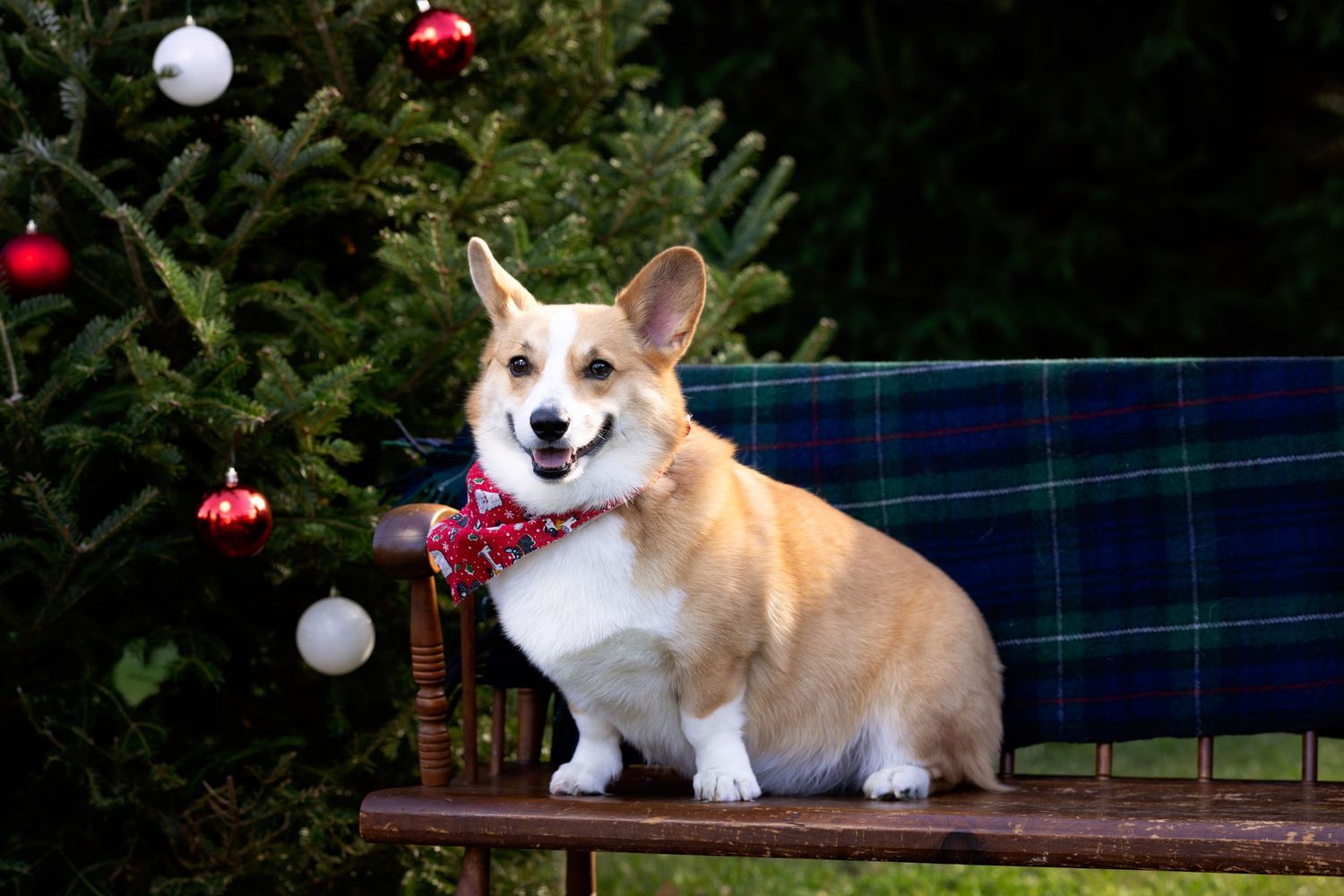 A corgi dog lies on a deck with festive holiday decorations and lights in the background.