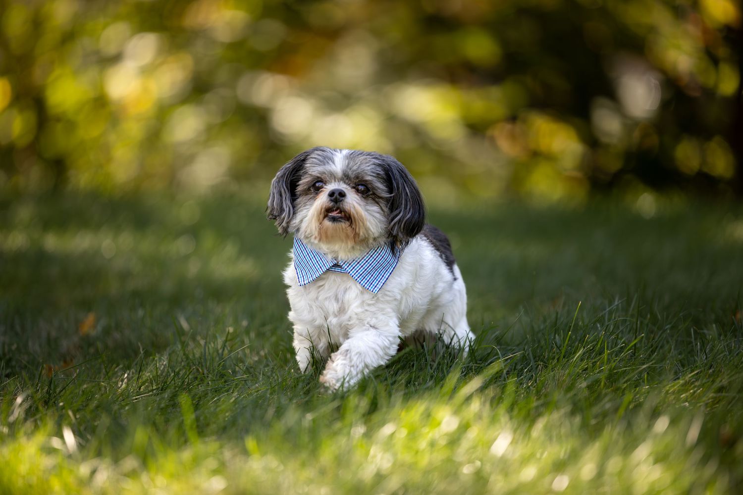 Small white and gray dog wearing a blue bowtie sits in green grass with a blurred autumn background.