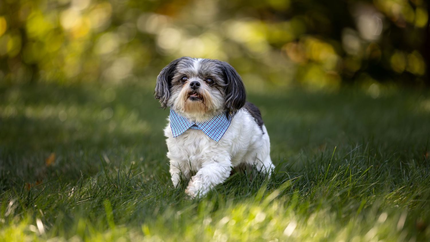 Small Shih Tzu dog wearing a light blue collar stands in green grass with a blurred nature background.