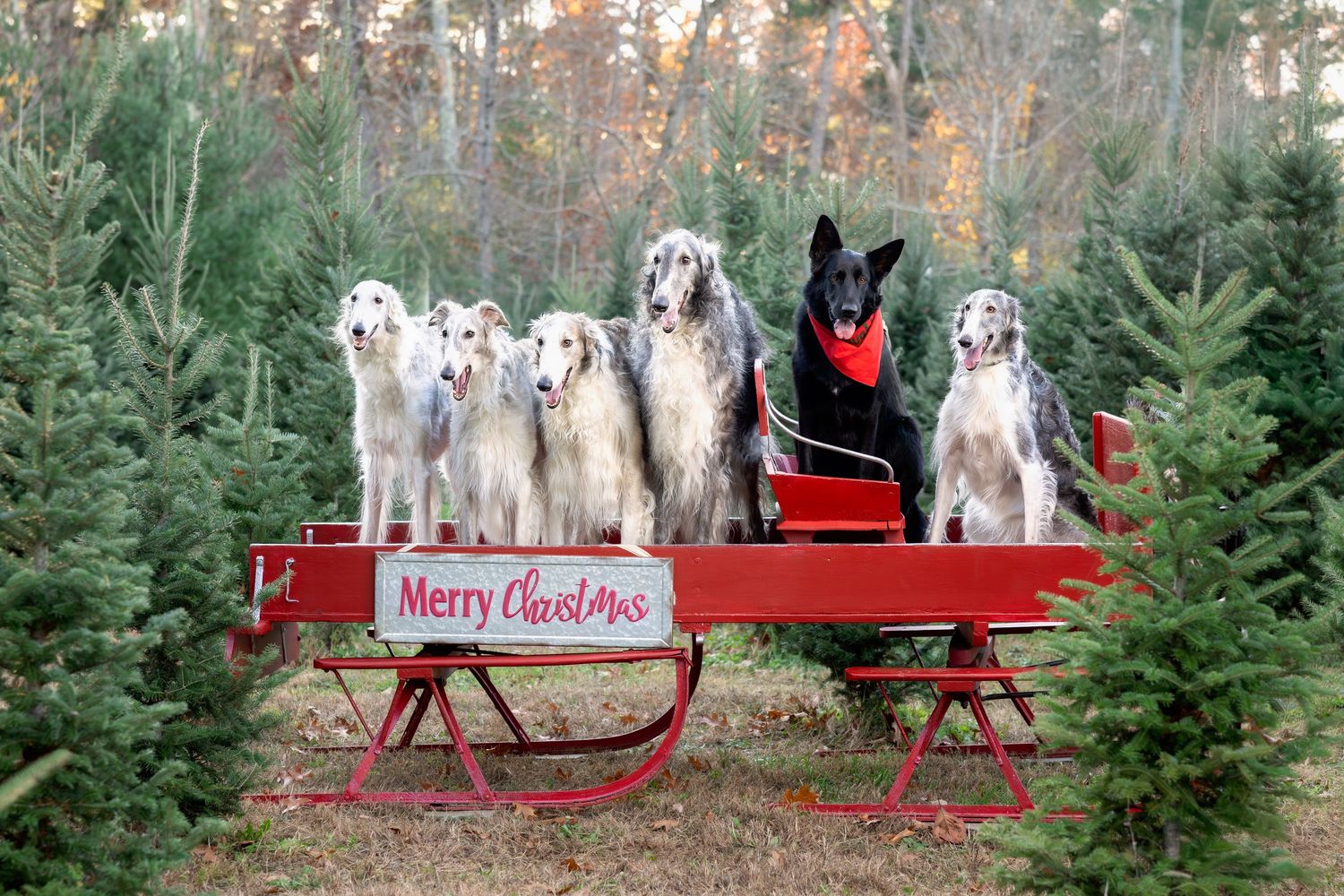Dogs sitting on red Christmas sleighs surrounded by evergreen trees in a festive holiday photo shoot setting.
