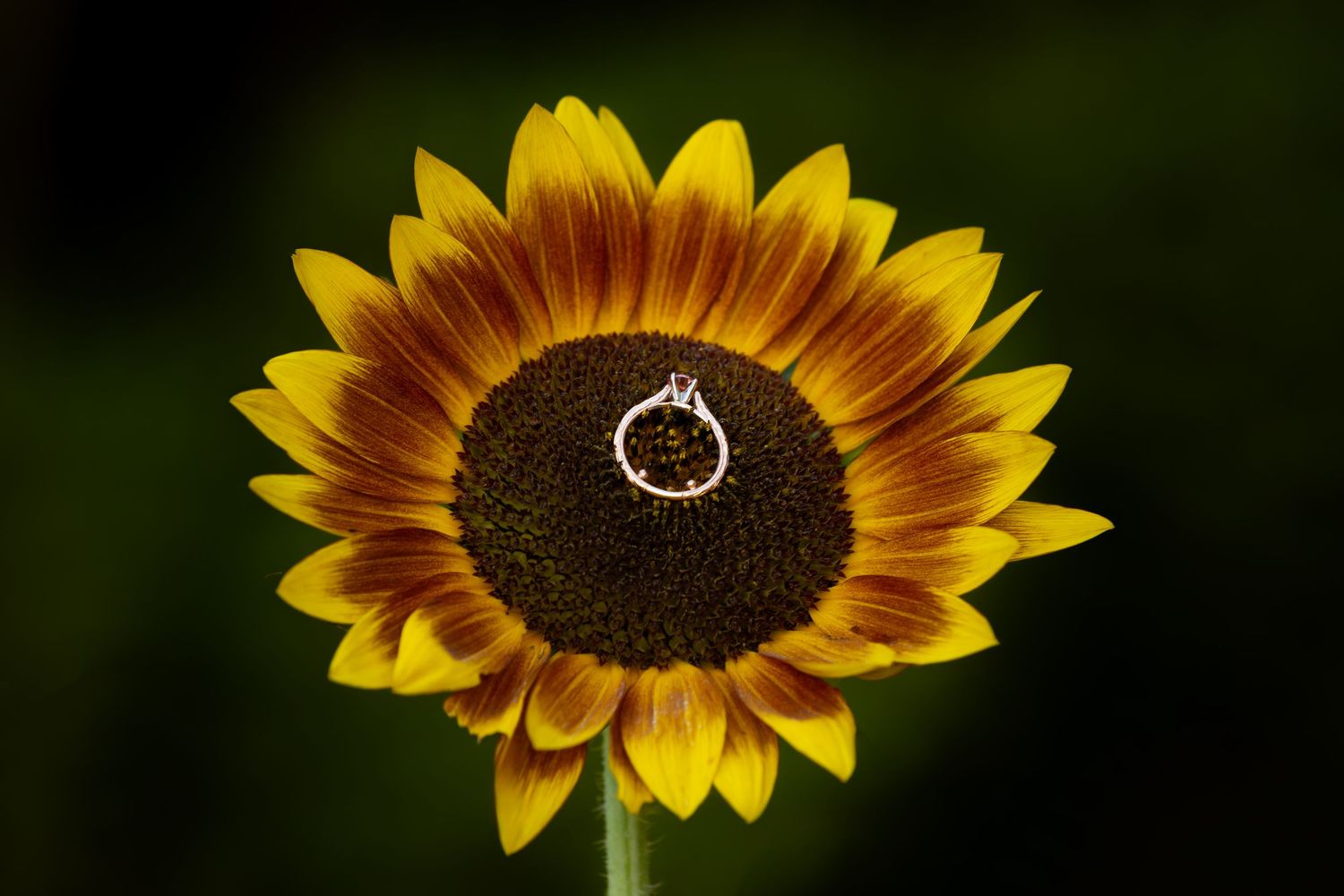 Six sequential photos showing a sunflower bloom gradually opening its bright yellow petals against a dark green background.